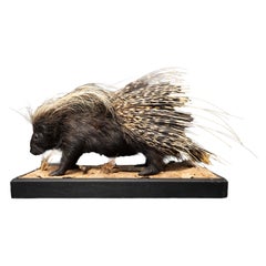 African Porcupine Taxidermy on Naturalistic Base
