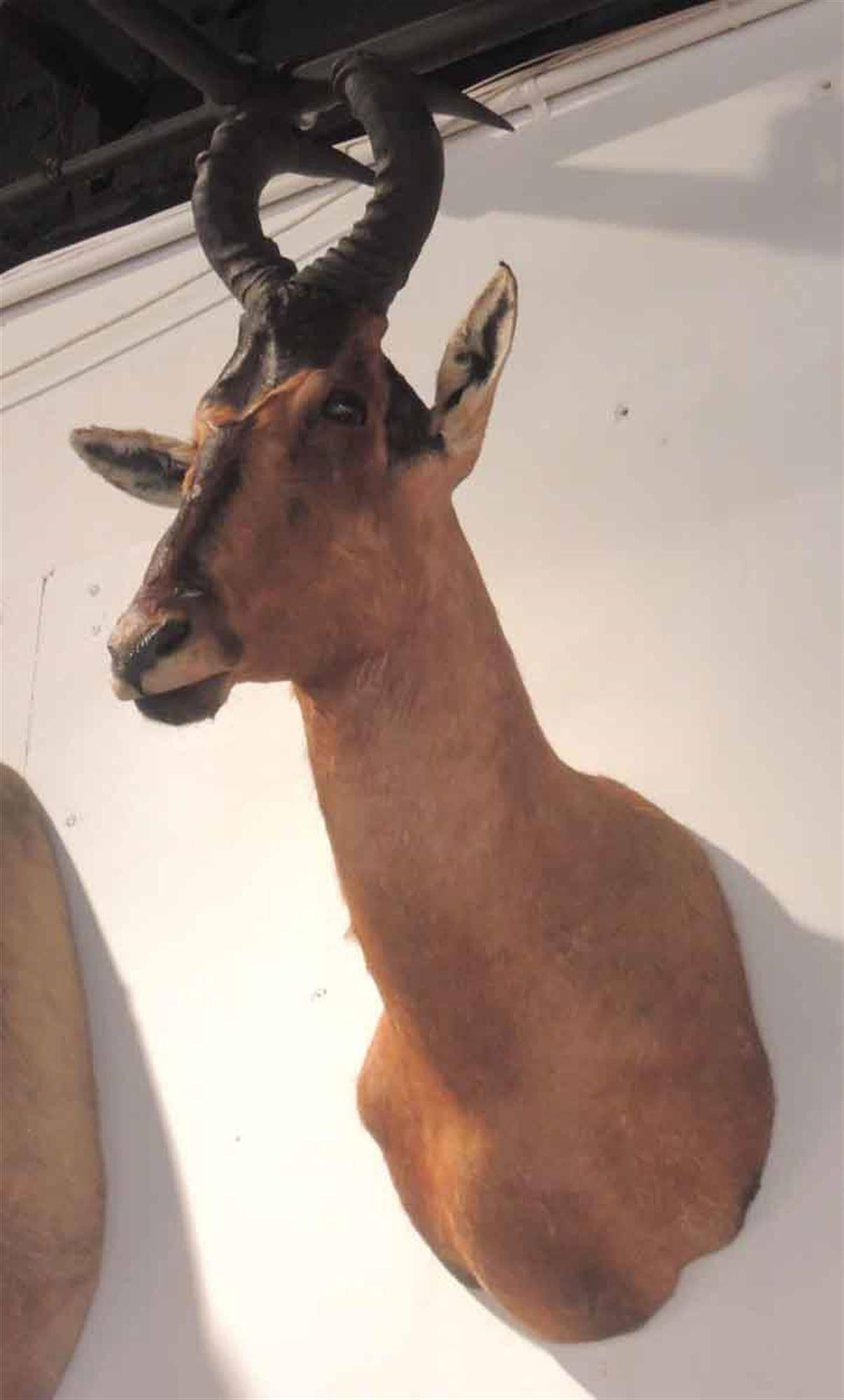 Taxidermy African red hartebeest shoulder mount. Please note, this item is located in one of our NYC locations.