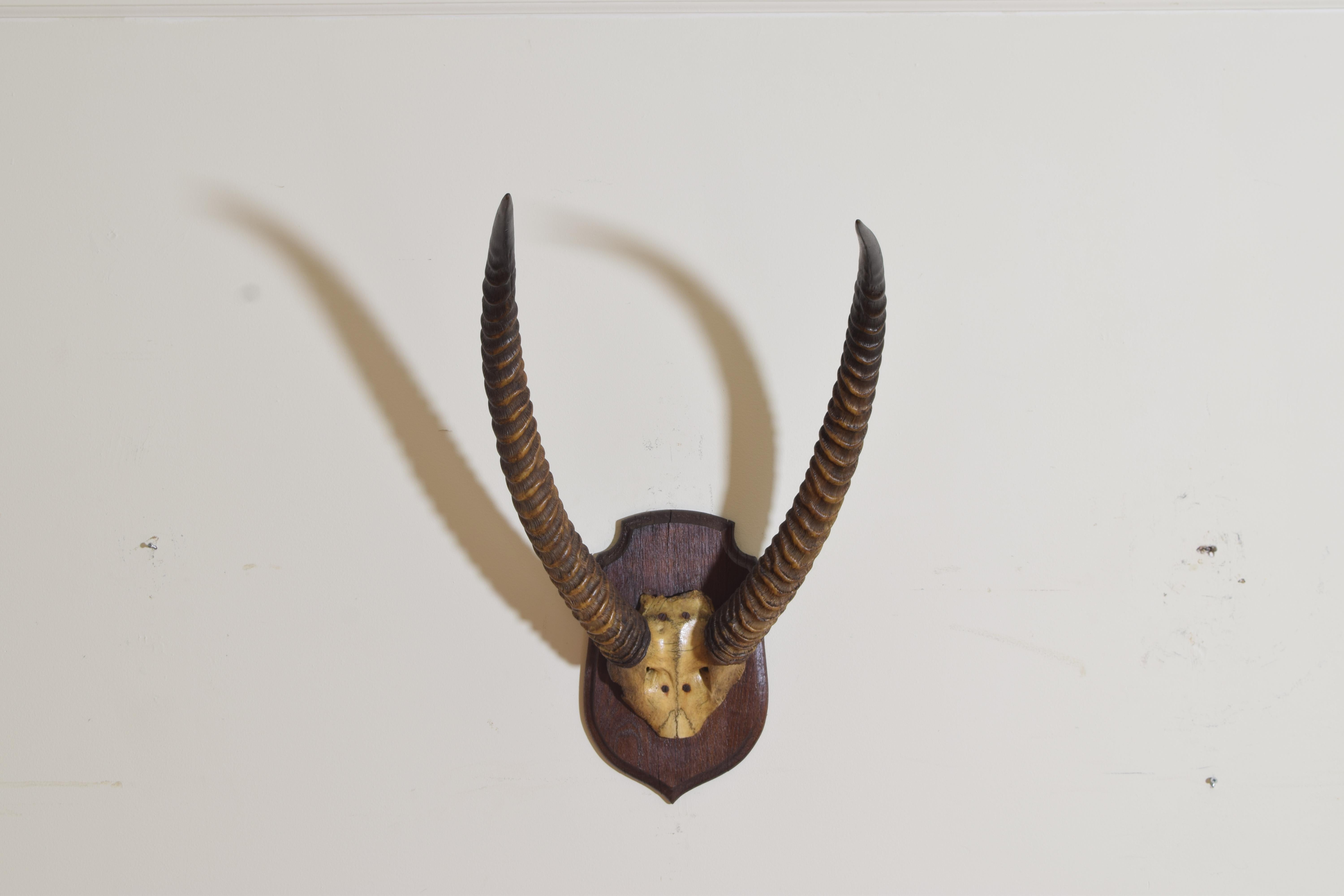 The horns and partial skull of this Reedbuck are mounted on a shaped oak plaque.