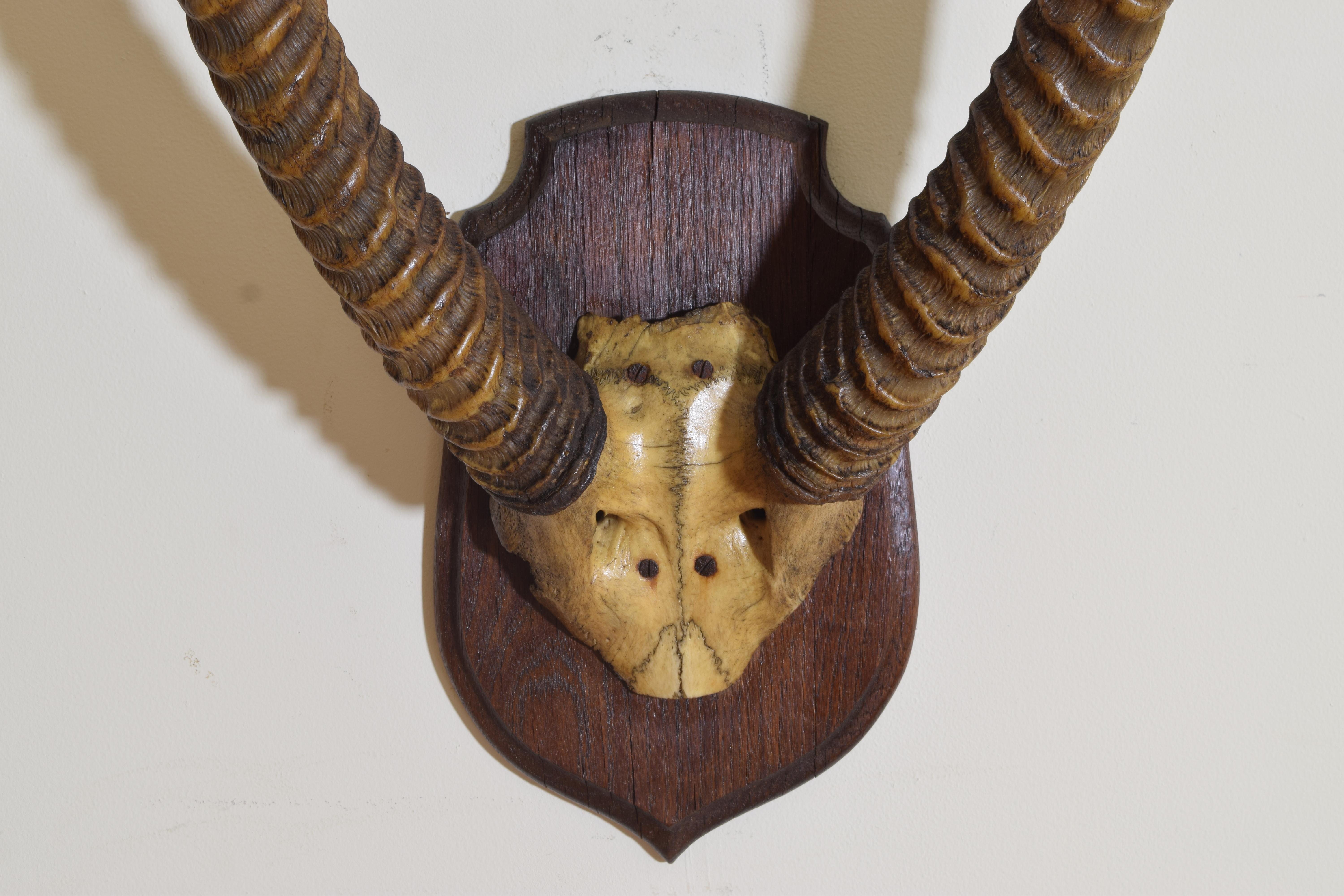 African Reedbuck Mount on Shaped Oak Plaque, Early 20th Century In Good Condition For Sale In Atlanta, GA