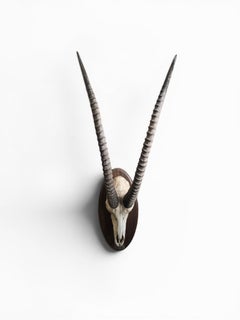 African Sable Antelope Skull Trophy on Wooden Plaque