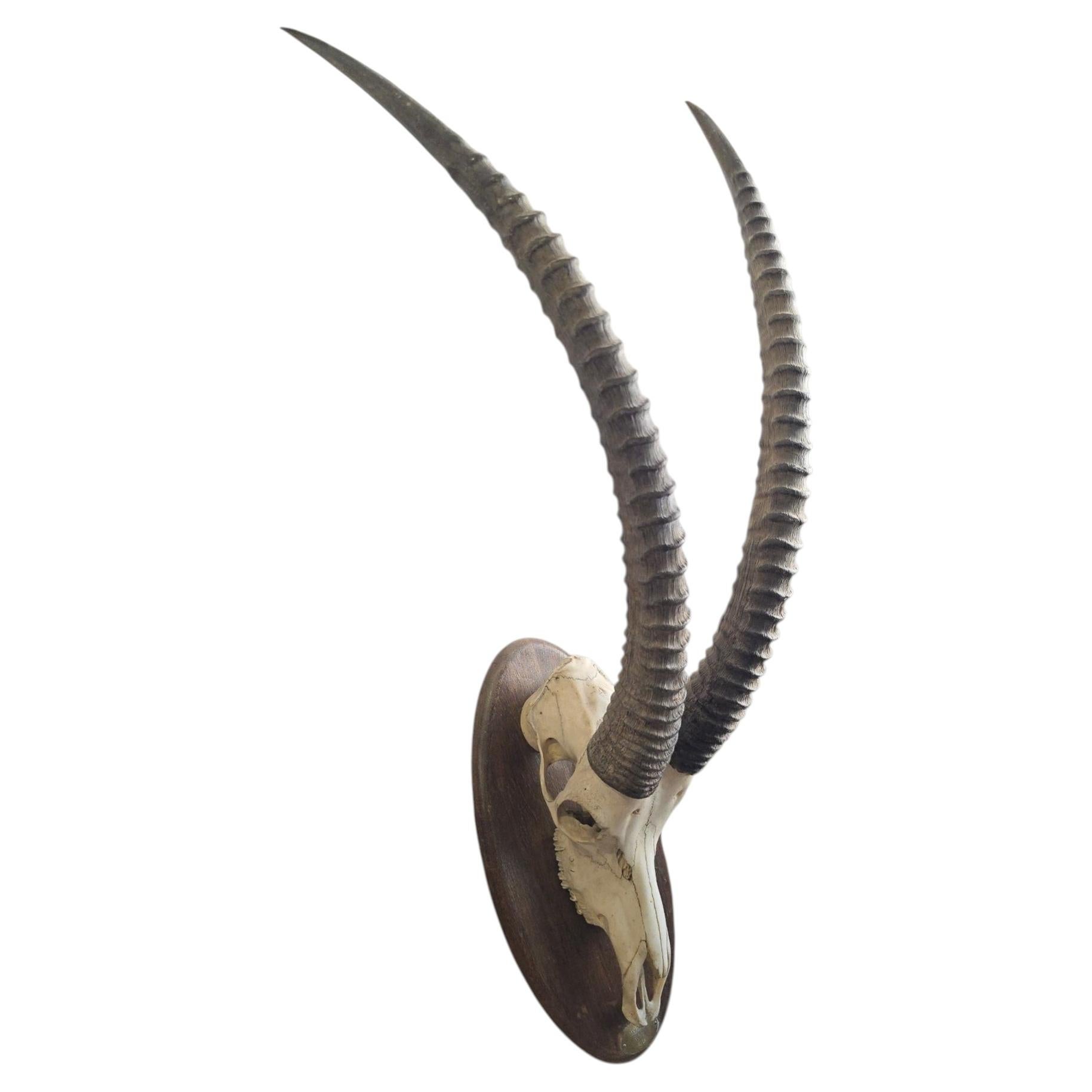 African Sable Antelope Skull Trophy on Wooden Plaque