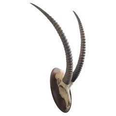 African Sable Antelope Skull Trophy on Wooden Plaque