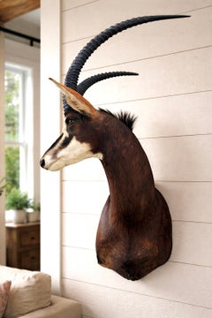 African Sable Antelope Taxidermy Shoulder Mount 5ft Safari Trophy