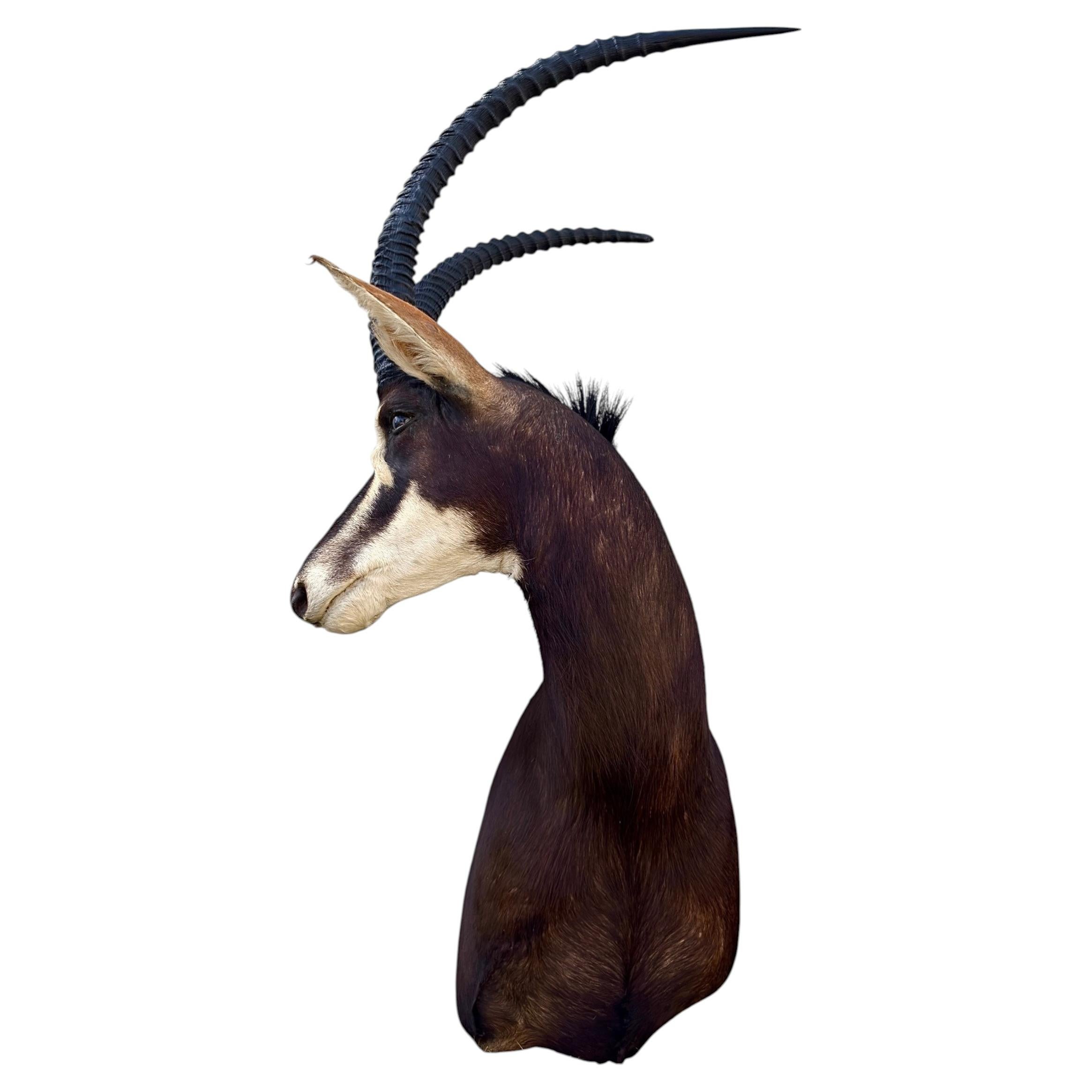 African Sable Antelope Taxidermy Shoulder Mount 5ft Safari Trophy