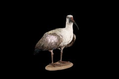 African Sacred Ibis