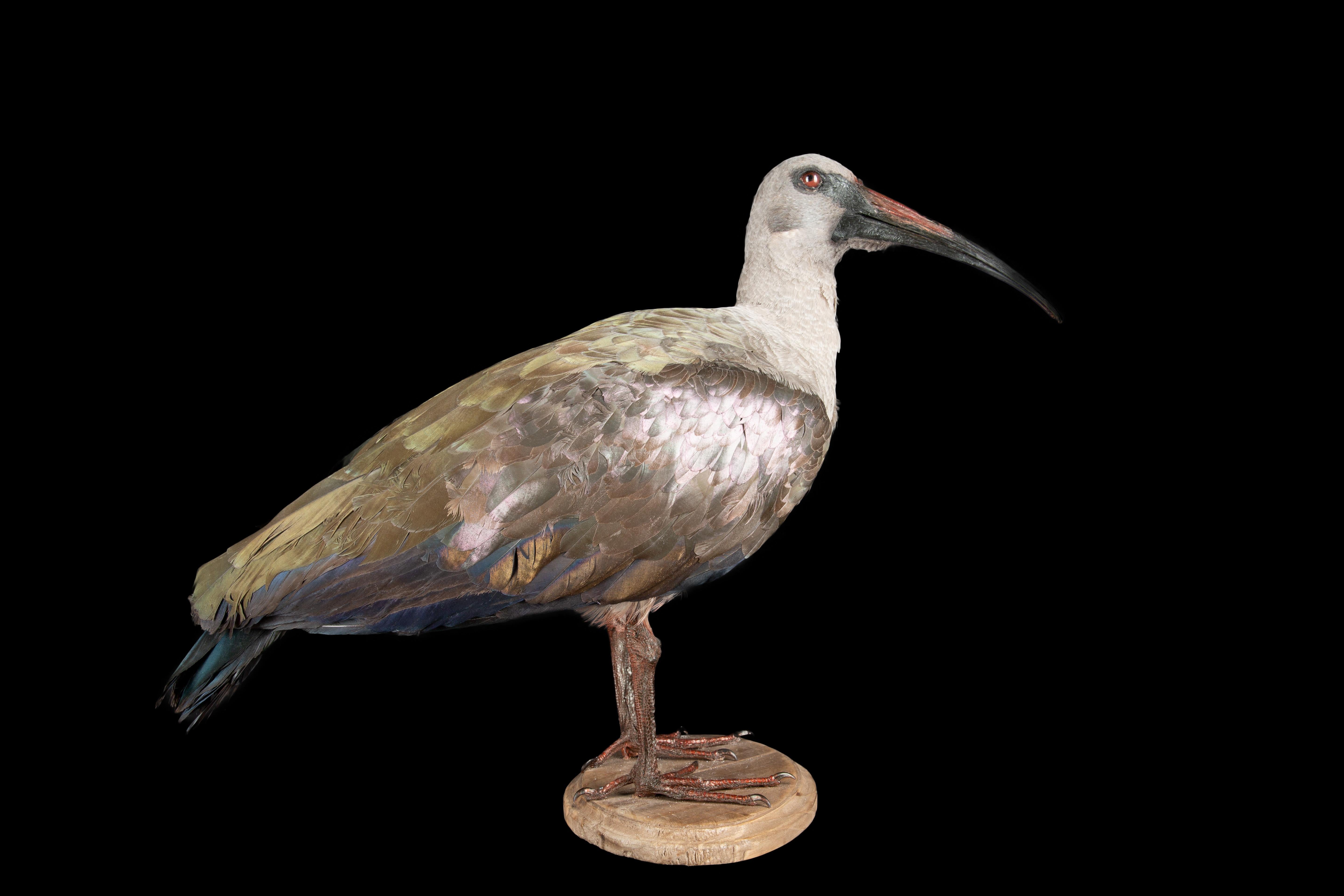 African Sacred Ibis In New Condition For Sale In New York, NY