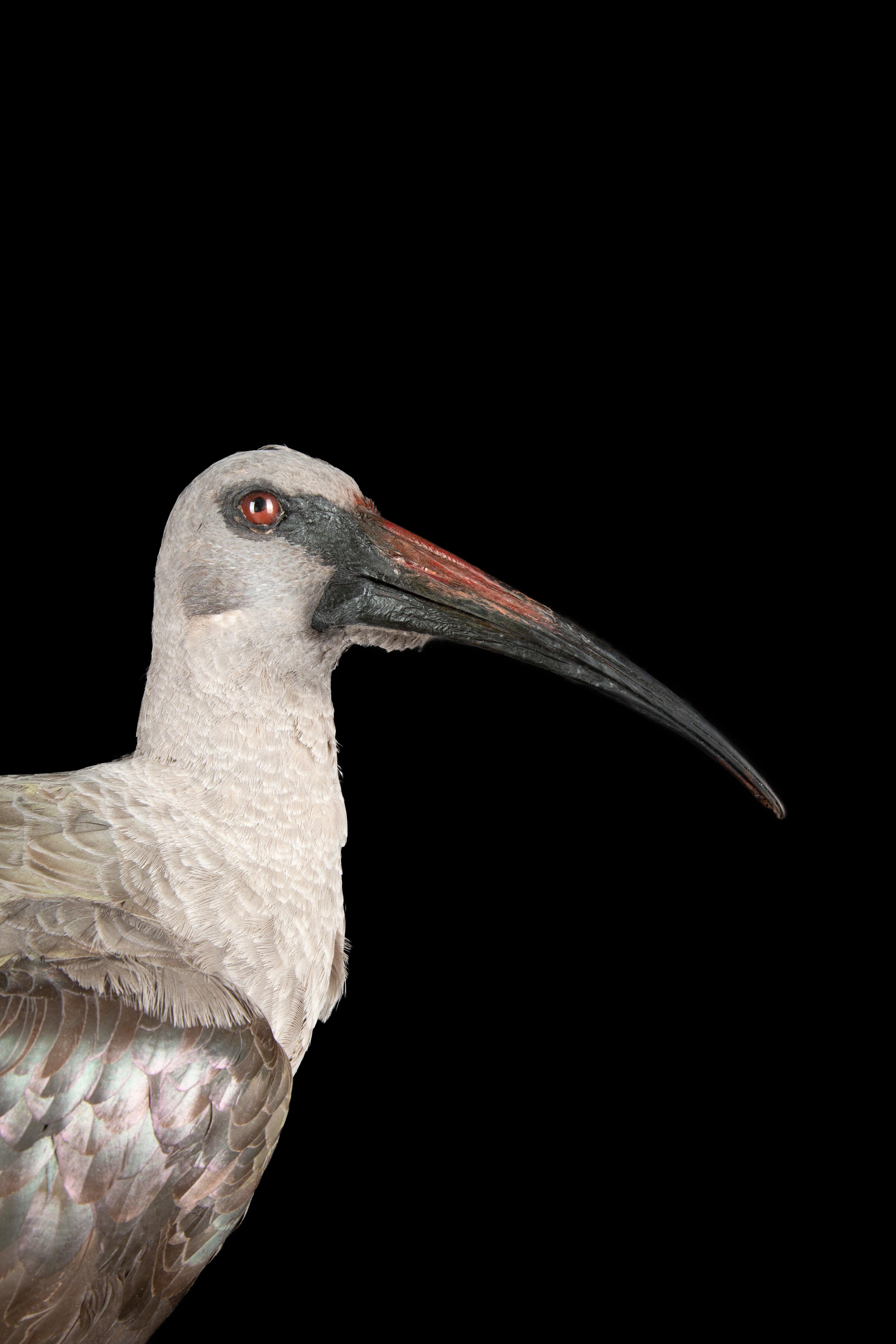 Contemporary African Sacred Ibis For Sale