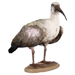 Vintage African Sacred Ibis