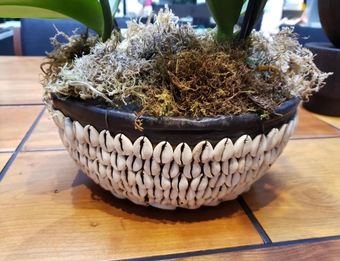 Beautiful African shelled wood planter. 
**Planter only, does not come with plant. 