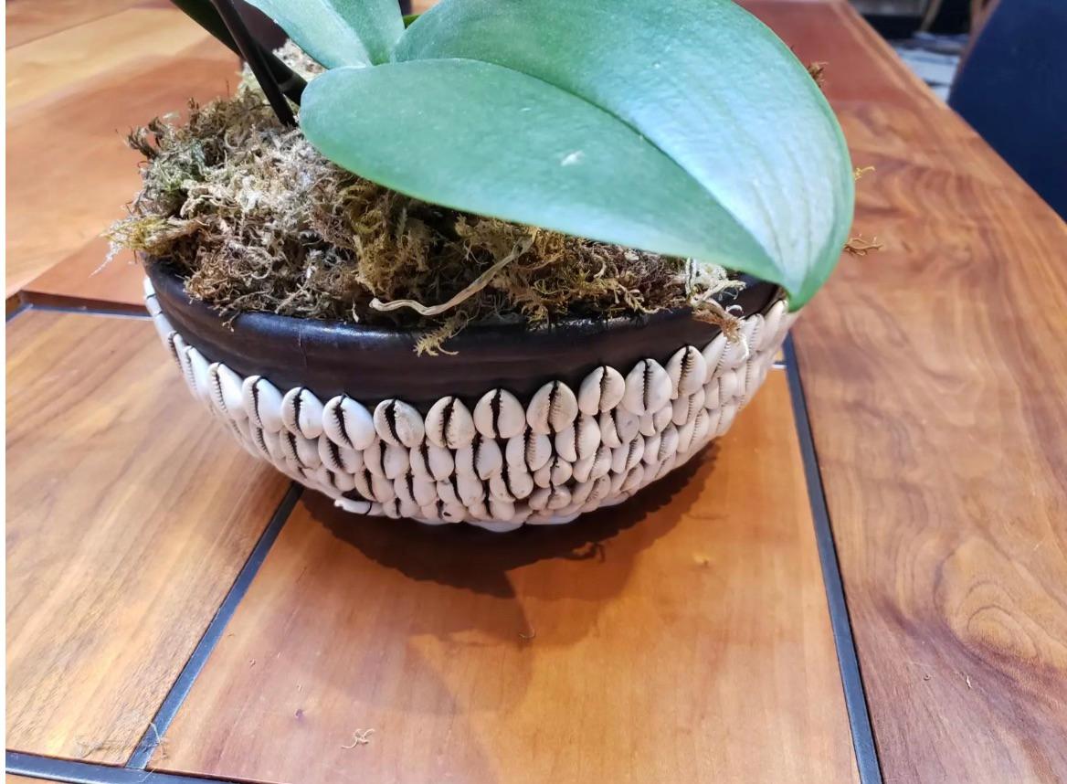 Unknown African Shell Planter For Sale