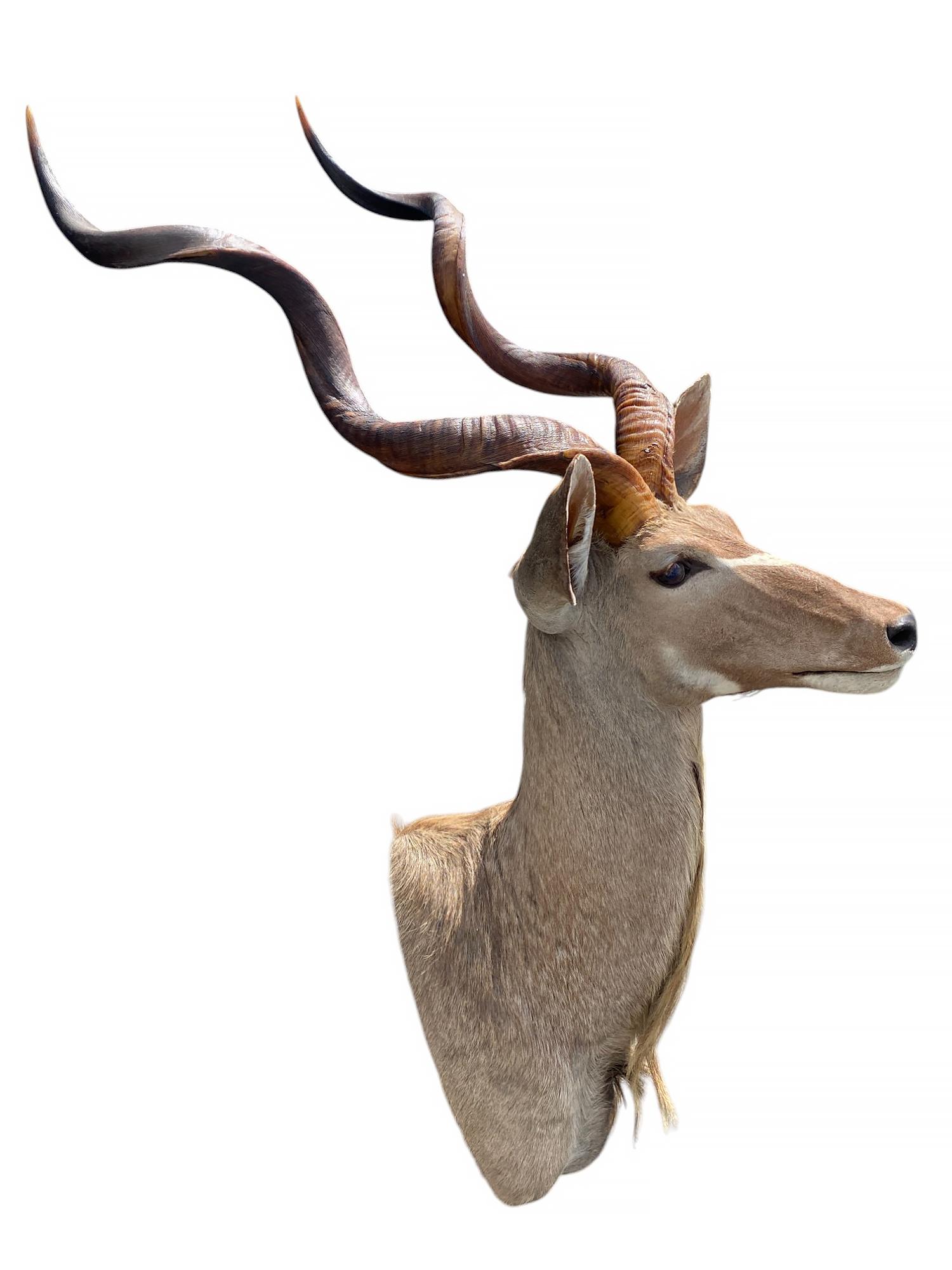 Eleva il tuo spazio con il maestoso Greater Kudu Shoulder Mount, adatto alla maggior parte degli interni e ai collezionisti di trofei. Conosciuto per le sue iconiche corna a spirale e per la sua struttura elegante, il kudu aggiunge un tocco