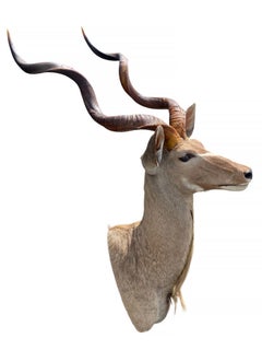 African Shoulder Mount Kudu Taxidermy Mount for Home Decor and Wall Furniture
