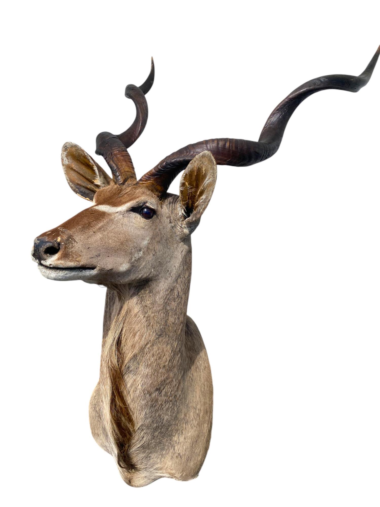 Supporto da spalla di kudu africano usato con usura visibile e perdita di capelli dovuta all'invecchiamento.

Dimensioni: 58 