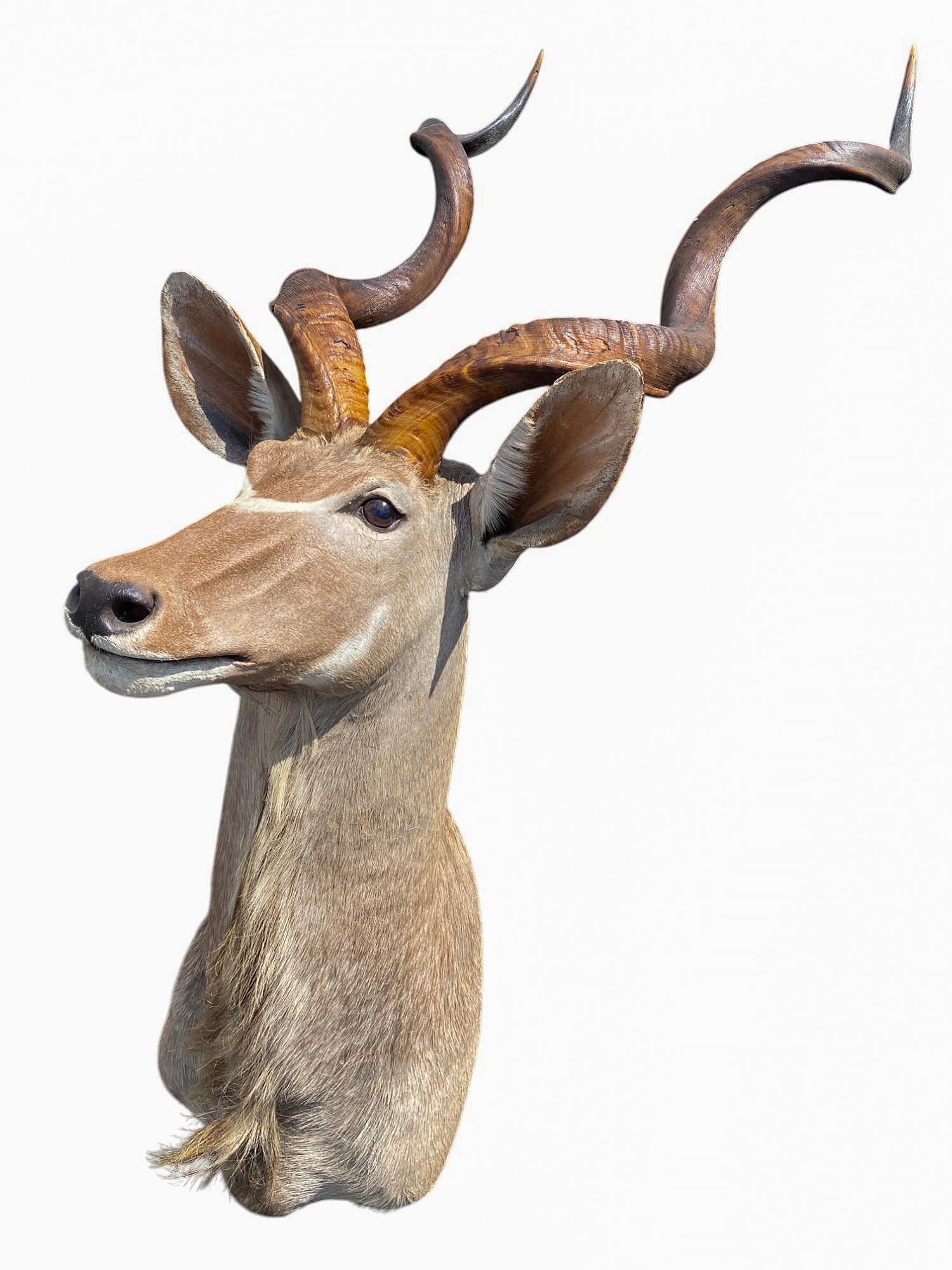 Africano Supporto africano a spalla per Kudu, per la tassidermia, per l'arredamento della casa e delle pareti in vendita