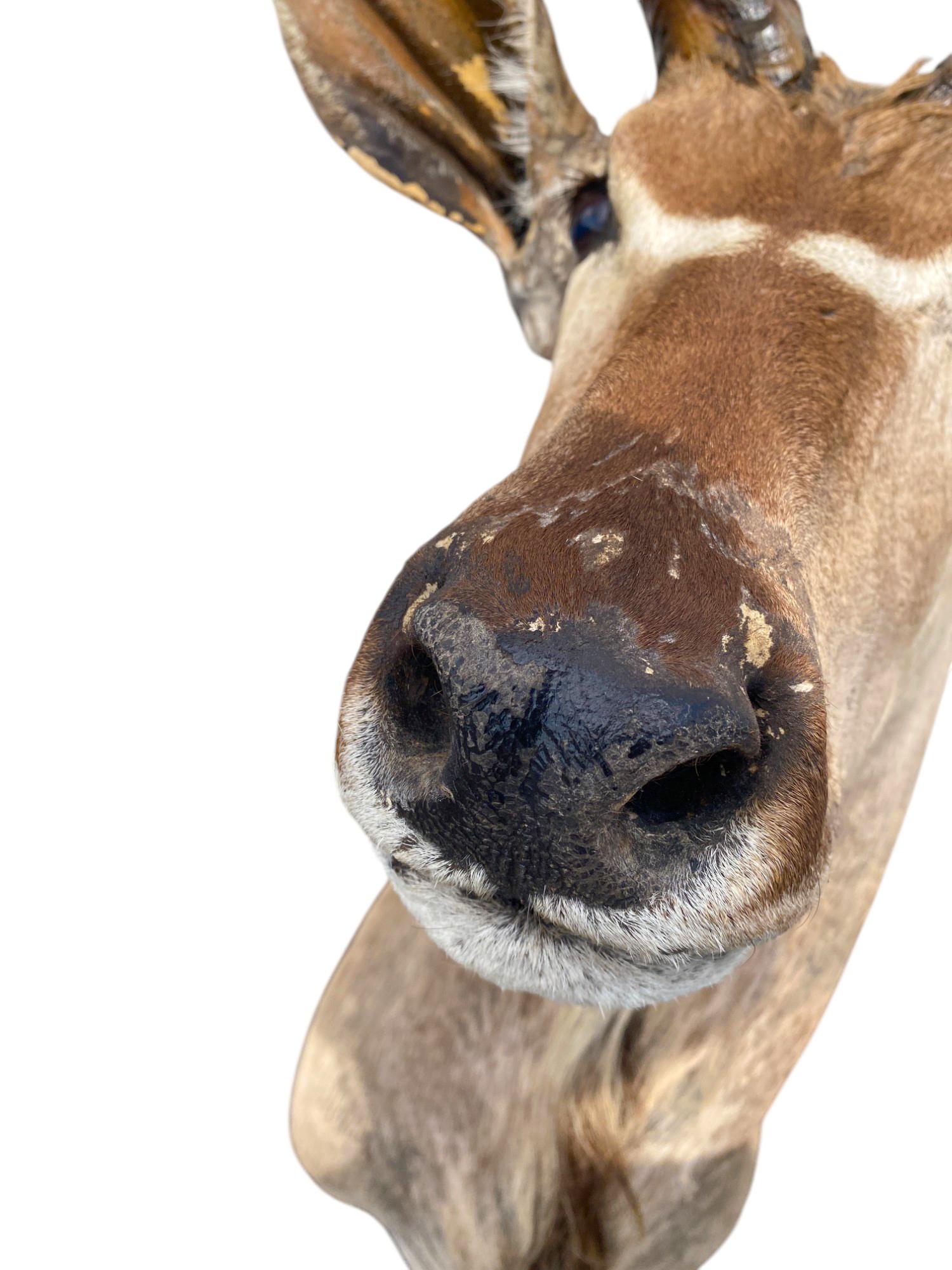 Africano Supporto africano a spalla per Kudu, per la tassidermia, per l'arredamento della casa e delle pareti in vendita