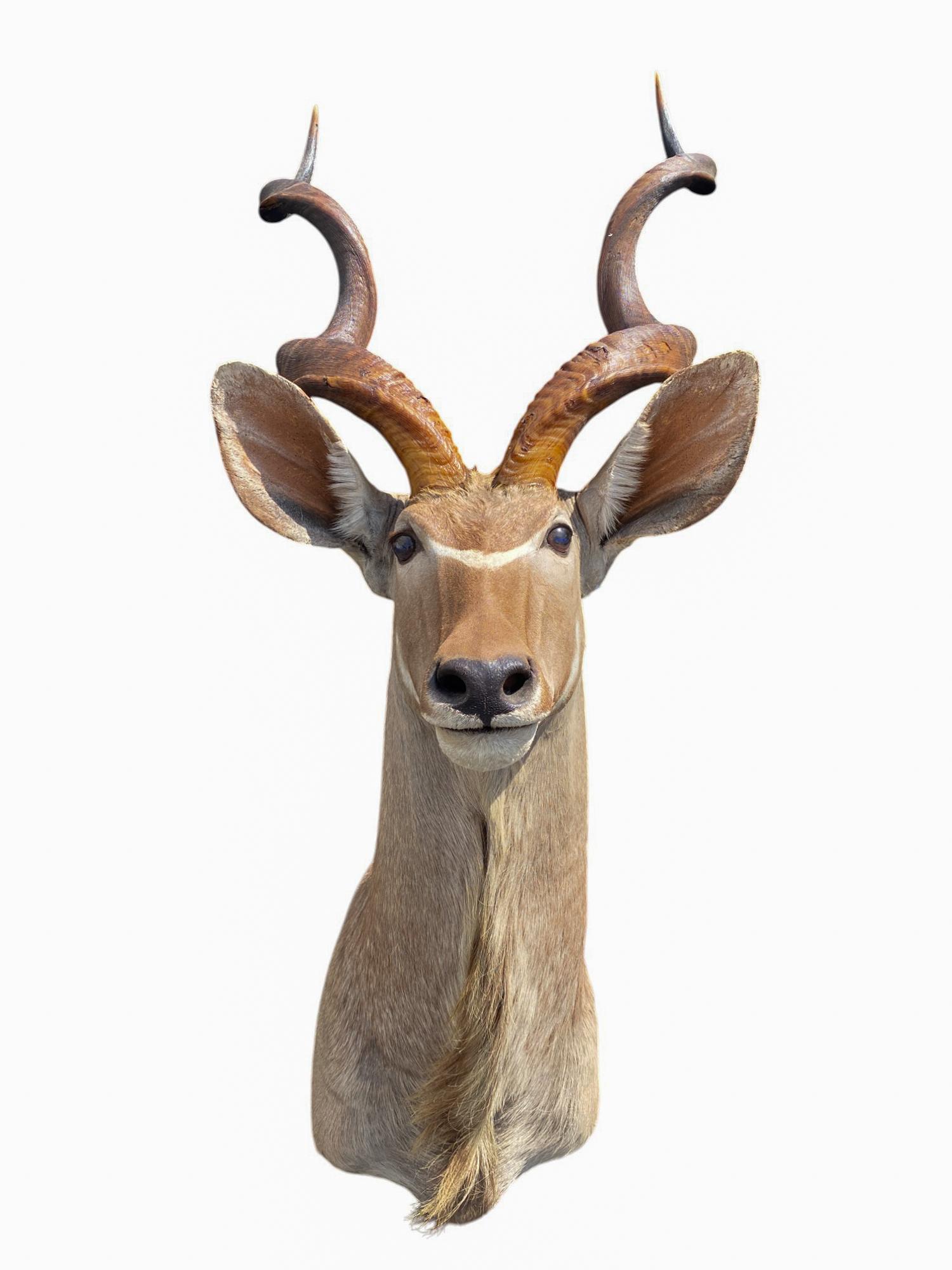 Supporto africano a spalla per Kudu, per la tassidermia, per l'arredamento della casa e delle pareti In condizioni ottime in vendita a Farmington, UT