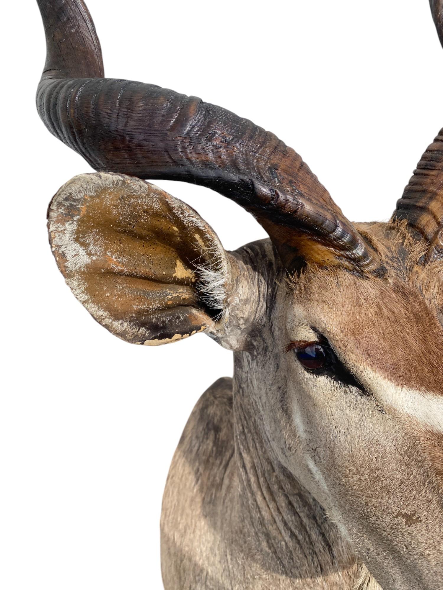 XXI secolo e contemporaneo Supporto africano a spalla per Kudu, per la tassidermia, per l'arredamento della casa e delle pareti in vendita