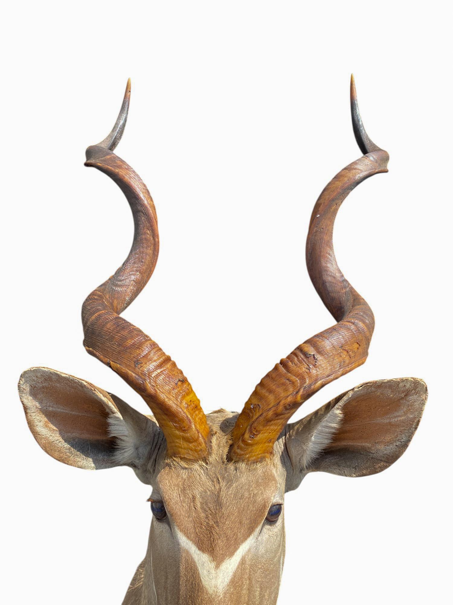 Pelle animale Supporto africano a spalla per Kudu, per la tassidermia, per l'arredamento della casa e delle pareti in vendita