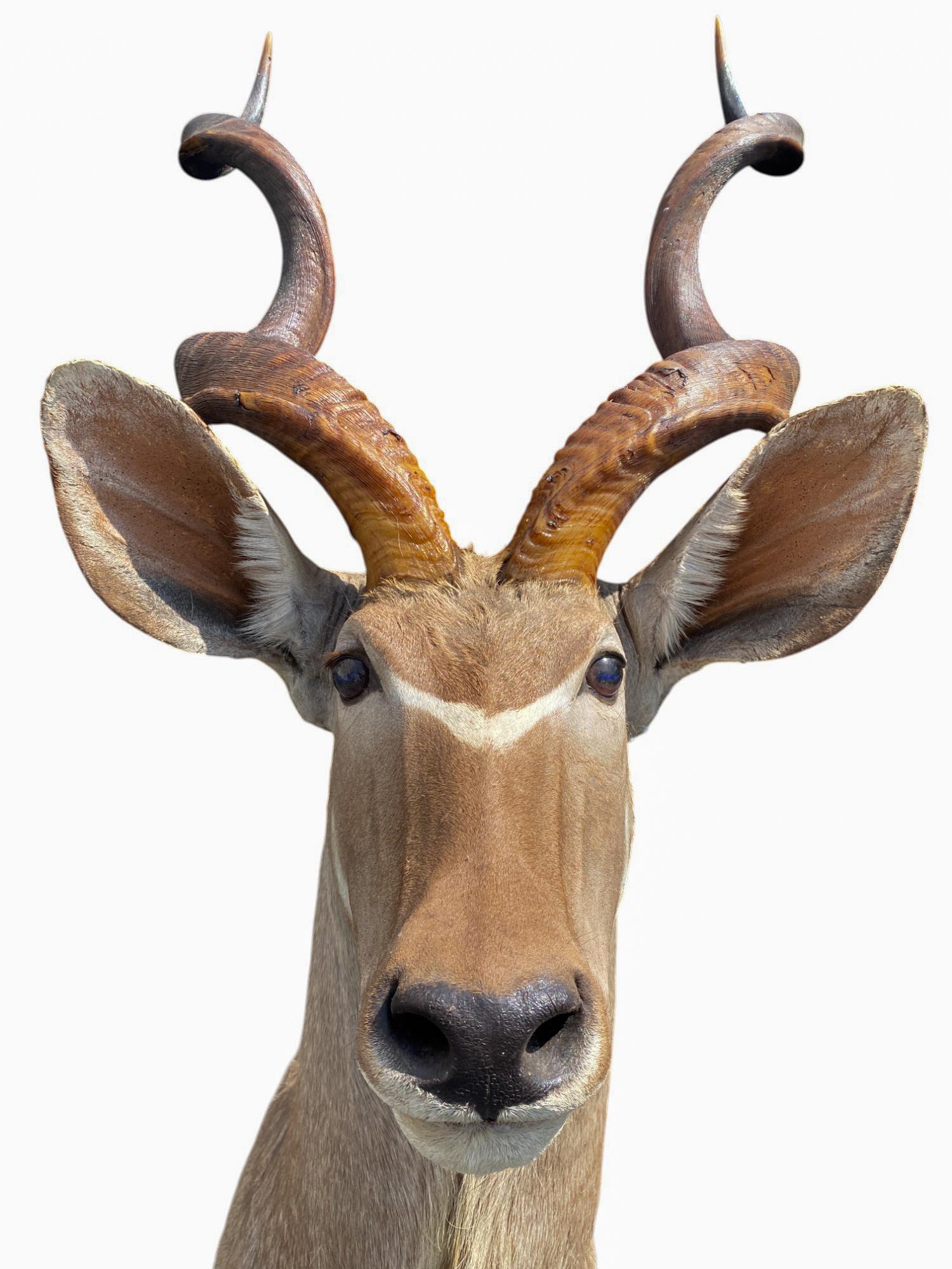 Supporto africano a spalla per Kudu, per la tassidermia, per l'arredamento della casa e delle pareti in vendita 1