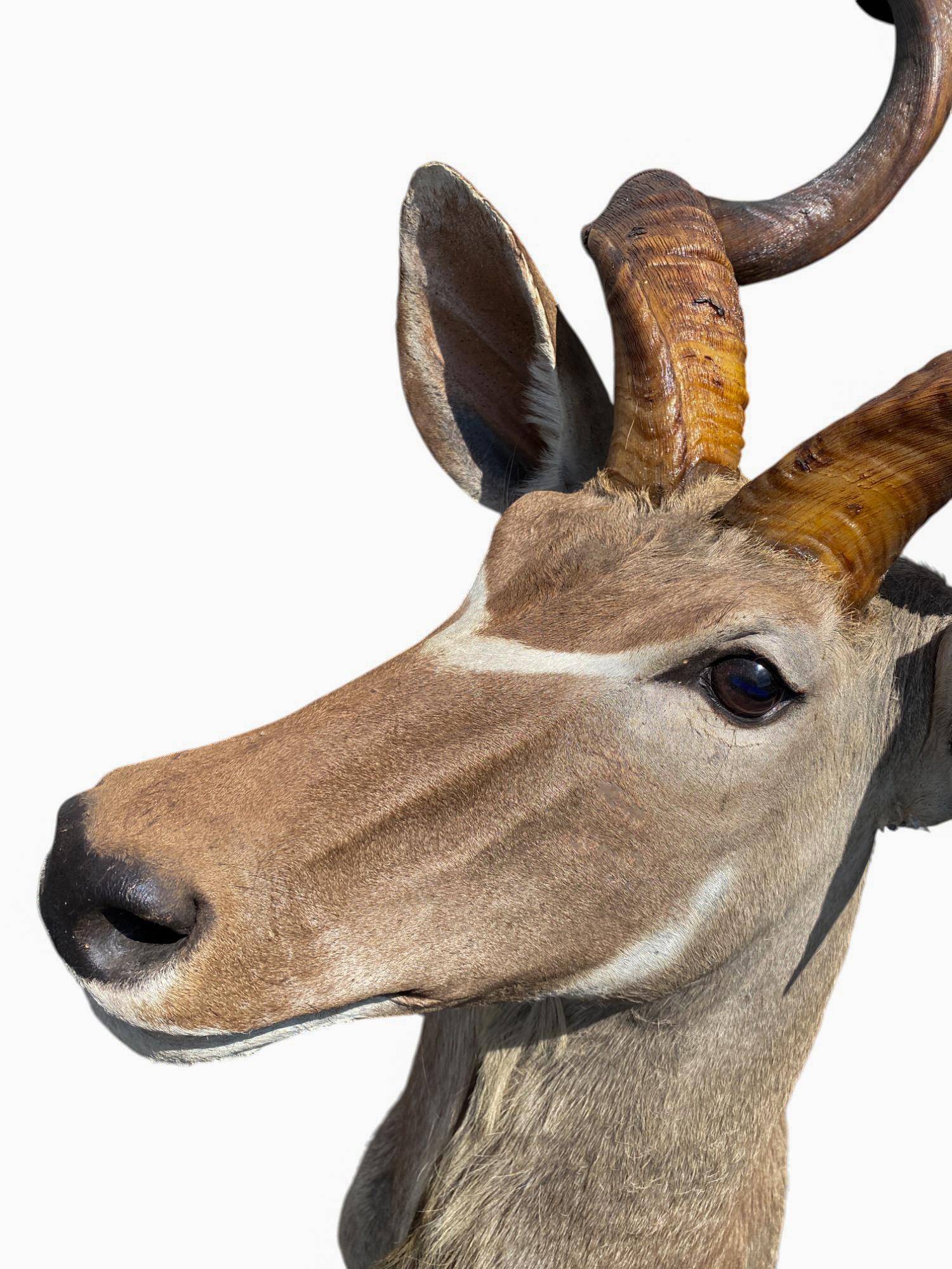 Supporto africano a spalla per Kudu, per la tassidermia, per l'arredamento della casa e delle pareti in vendita 2