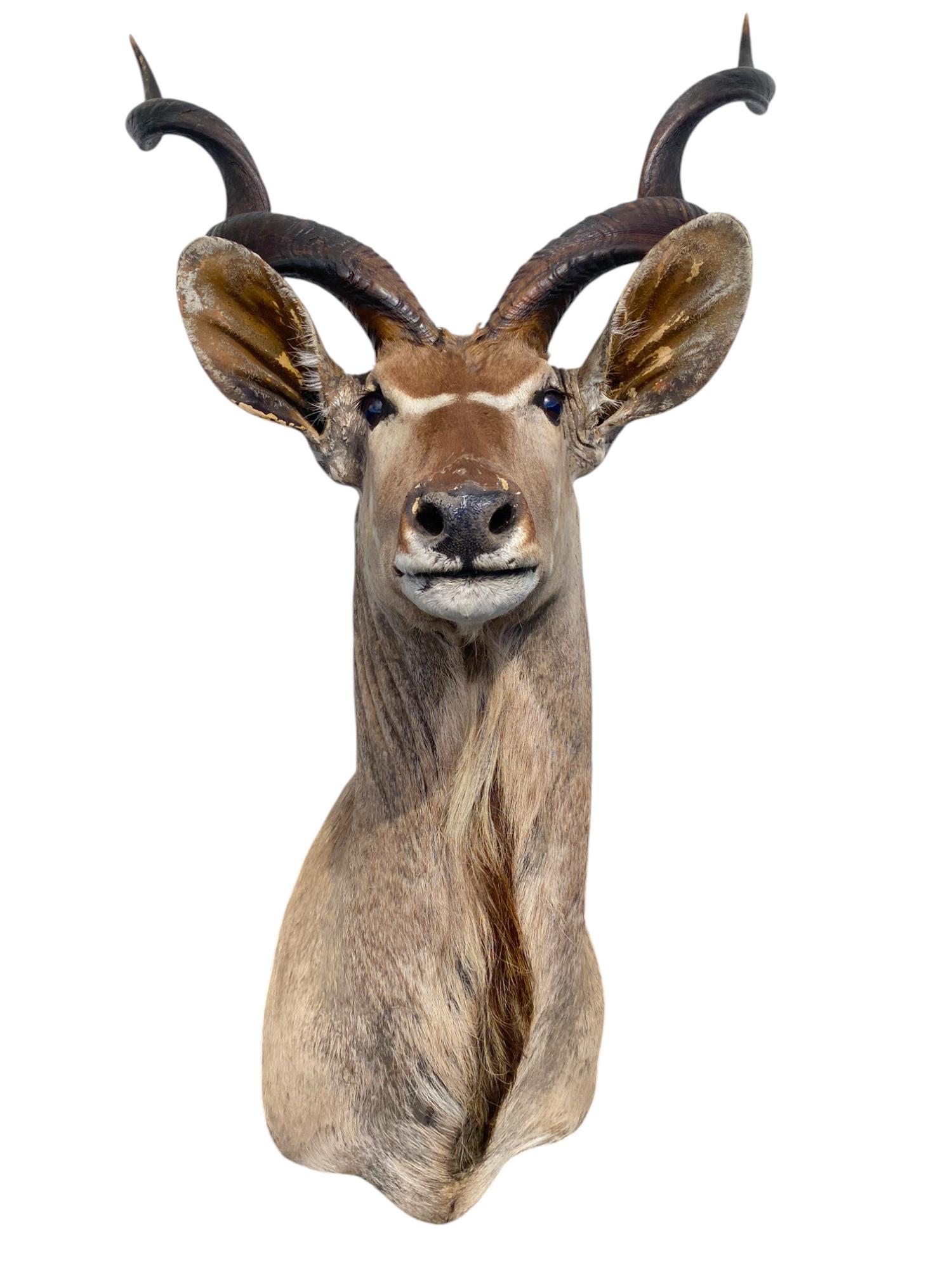Supporto africano a spalla per Kudu, per la tassidermia, per l'arredamento della casa e delle pareti in vendita 2