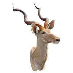 Collectibles and Curiosities