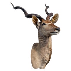 Supporto africano a spalla per Kudu, per la tassidermia, per l'arredamento della casa e delle pareti