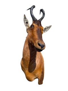 African Shoulder Mount Red Hartebeest Taxidermy Mount for Home Wall Decor