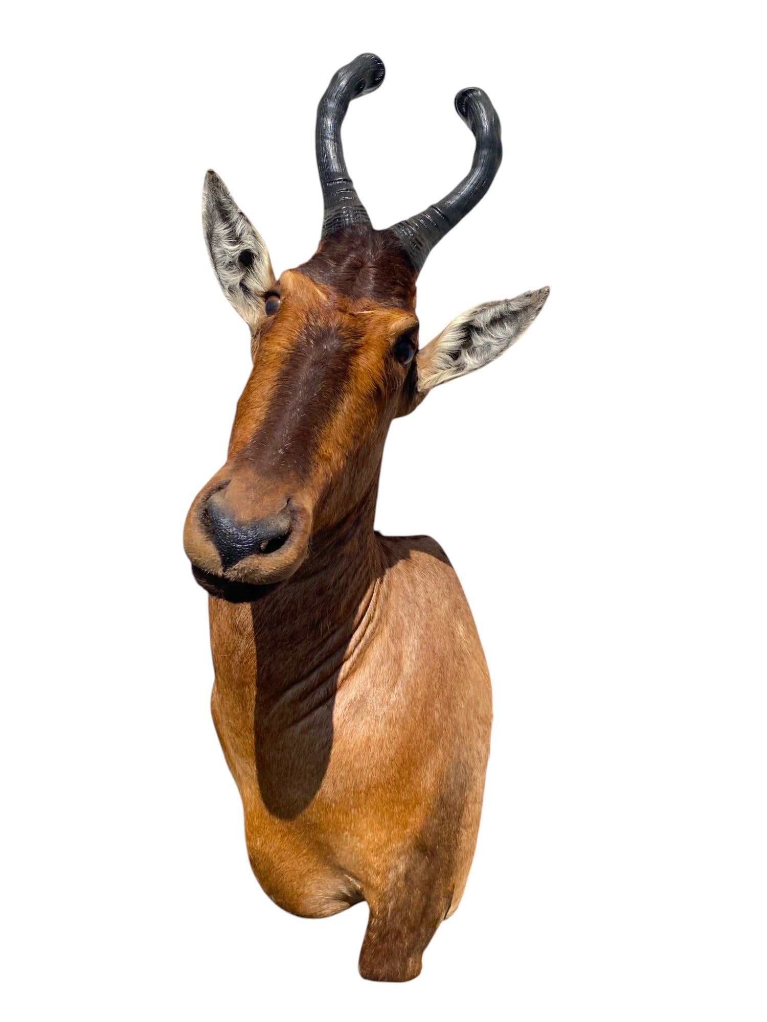 Africain Monture d'épaule africaine Monture taxidermique de bubale rouge pour la décoration murale de la maison en vente
