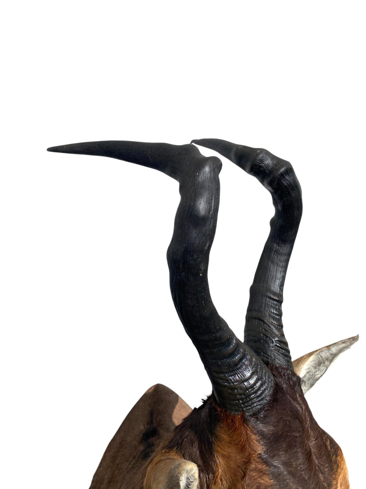 XXIe siècle et contemporain Monture d'épaule africaine Monture taxidermique de bubale rouge pour la décoration murale de la maison en vente