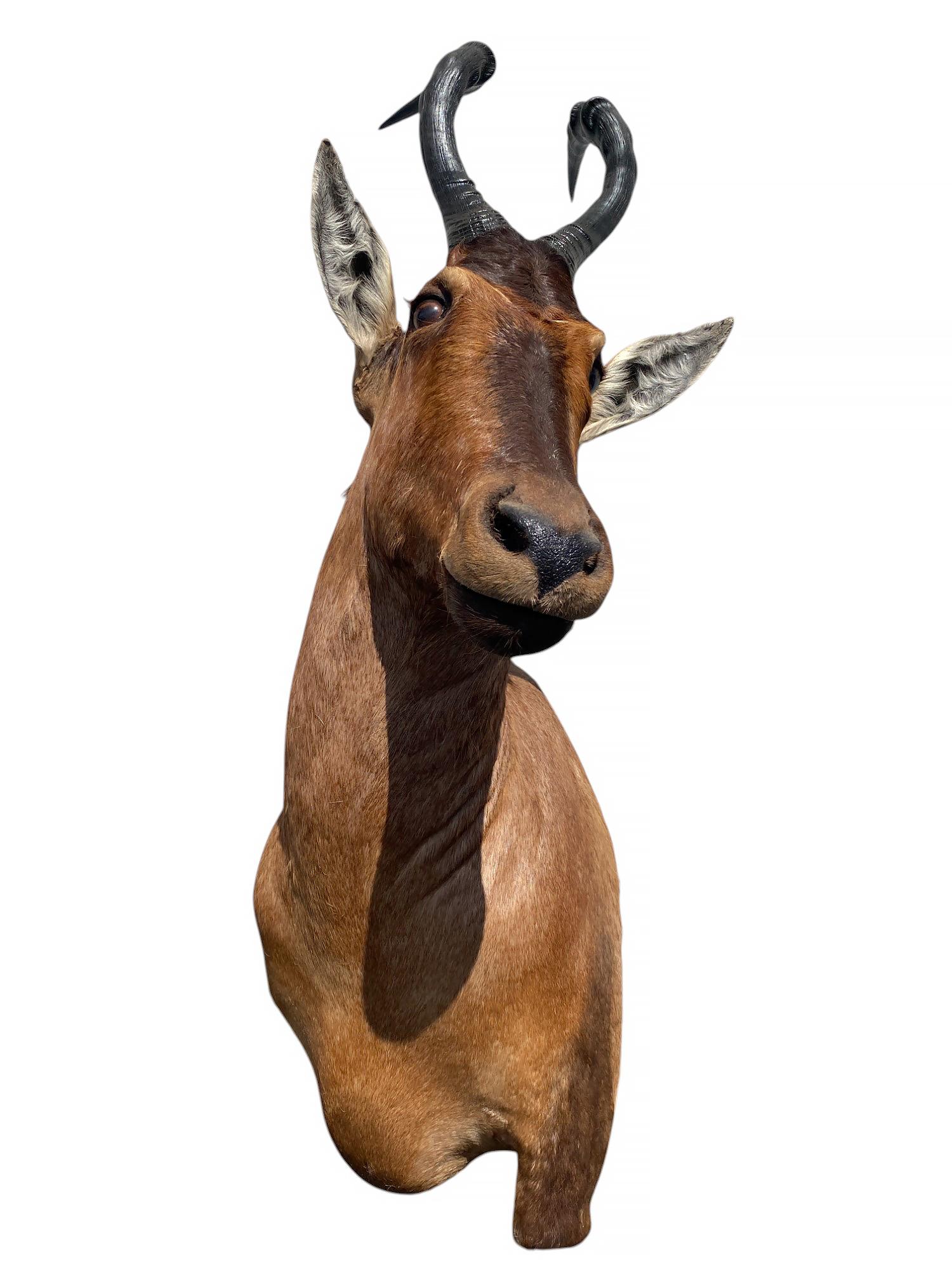 Peau d'animal Monture d'épaule africaine Monture taxidermique de bubale rouge pour la décoration murale de la maison en vente