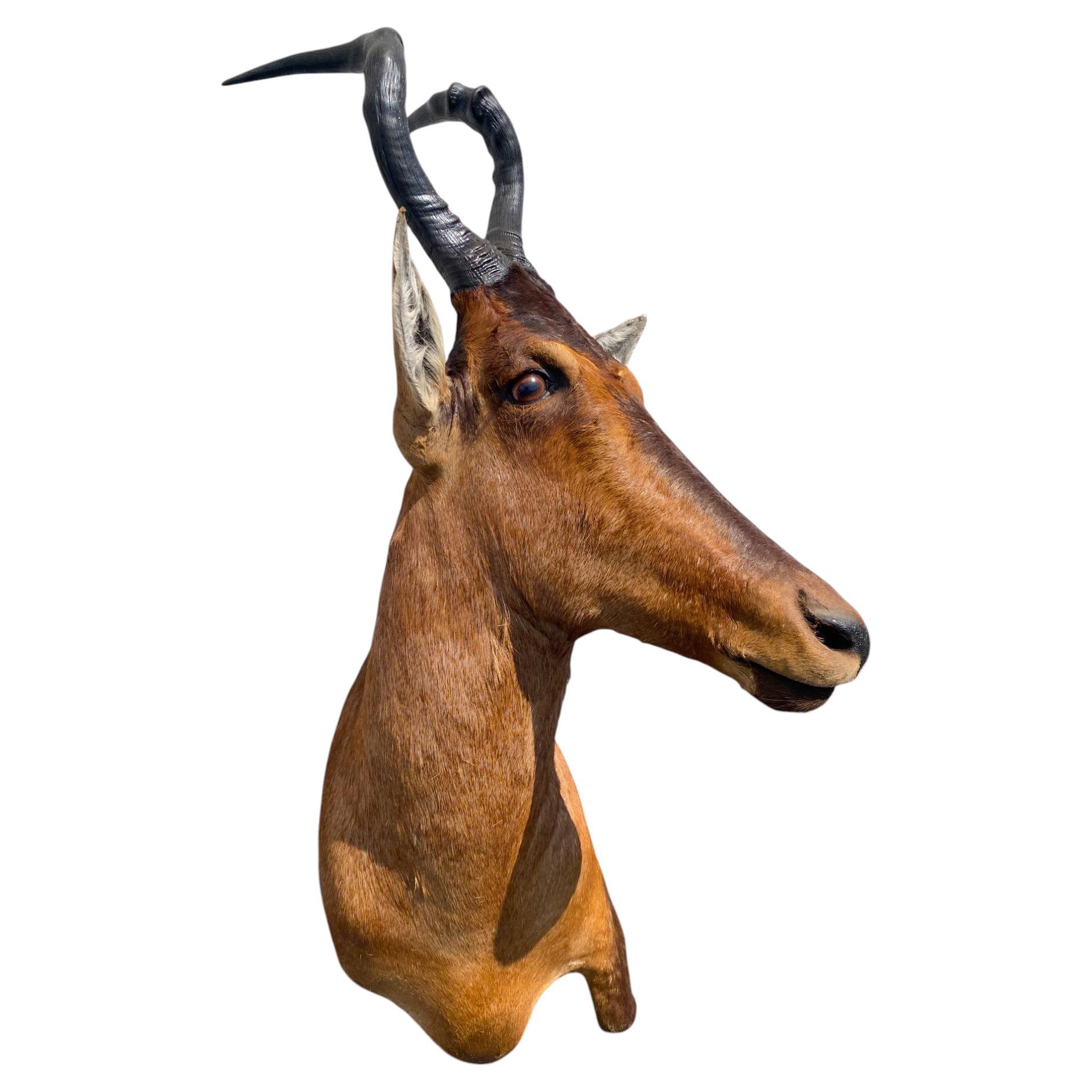 Monture d'épaule africaine Monture taxidermique de bubale rouge pour la décoration murale de la maison en vente