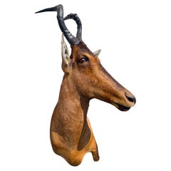 Supporto a spalla africano per la tassidermia dell'alcefalo rosso per la decorazione della parete di casa