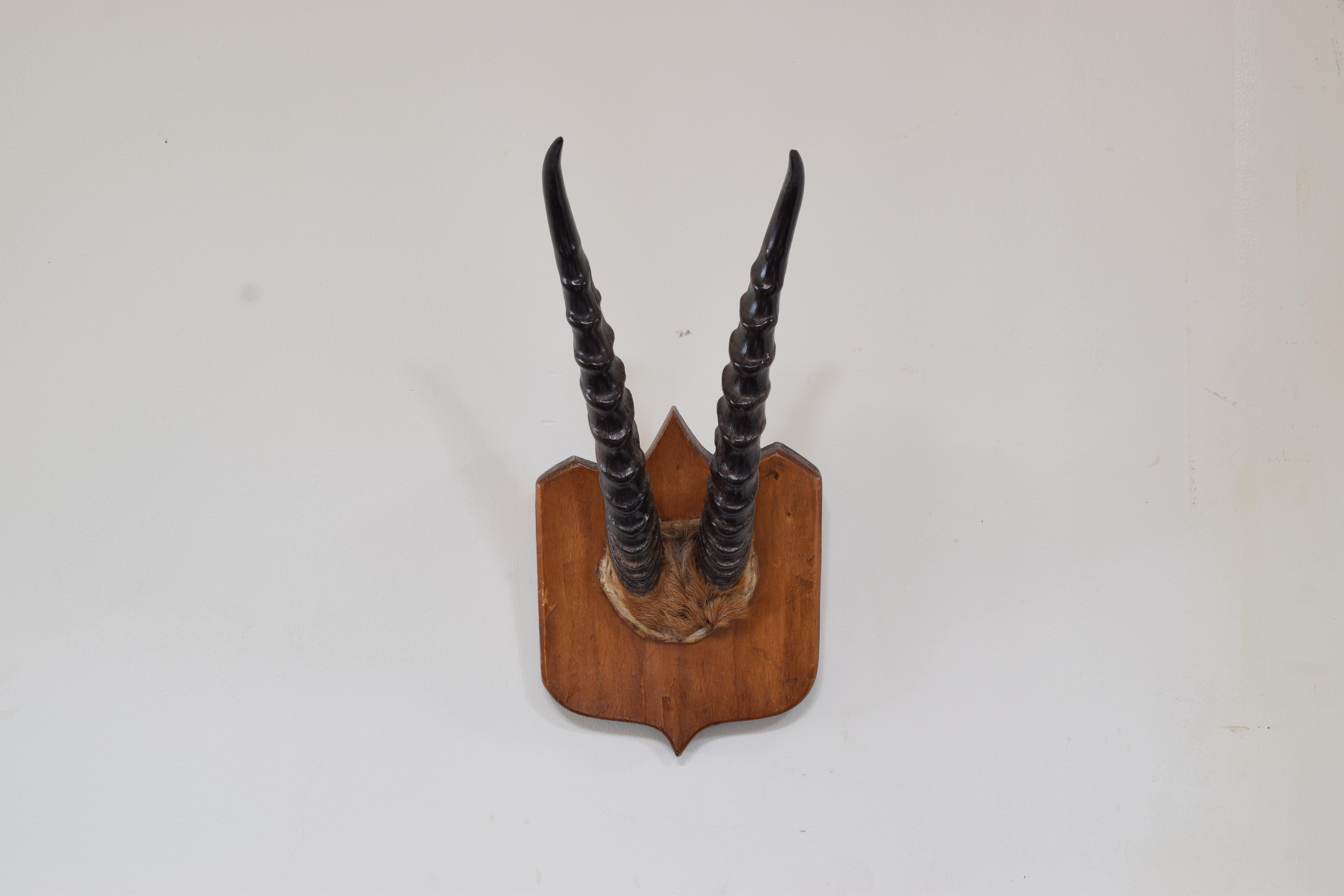 Horn and partial skull mount on shaped oak backplate.