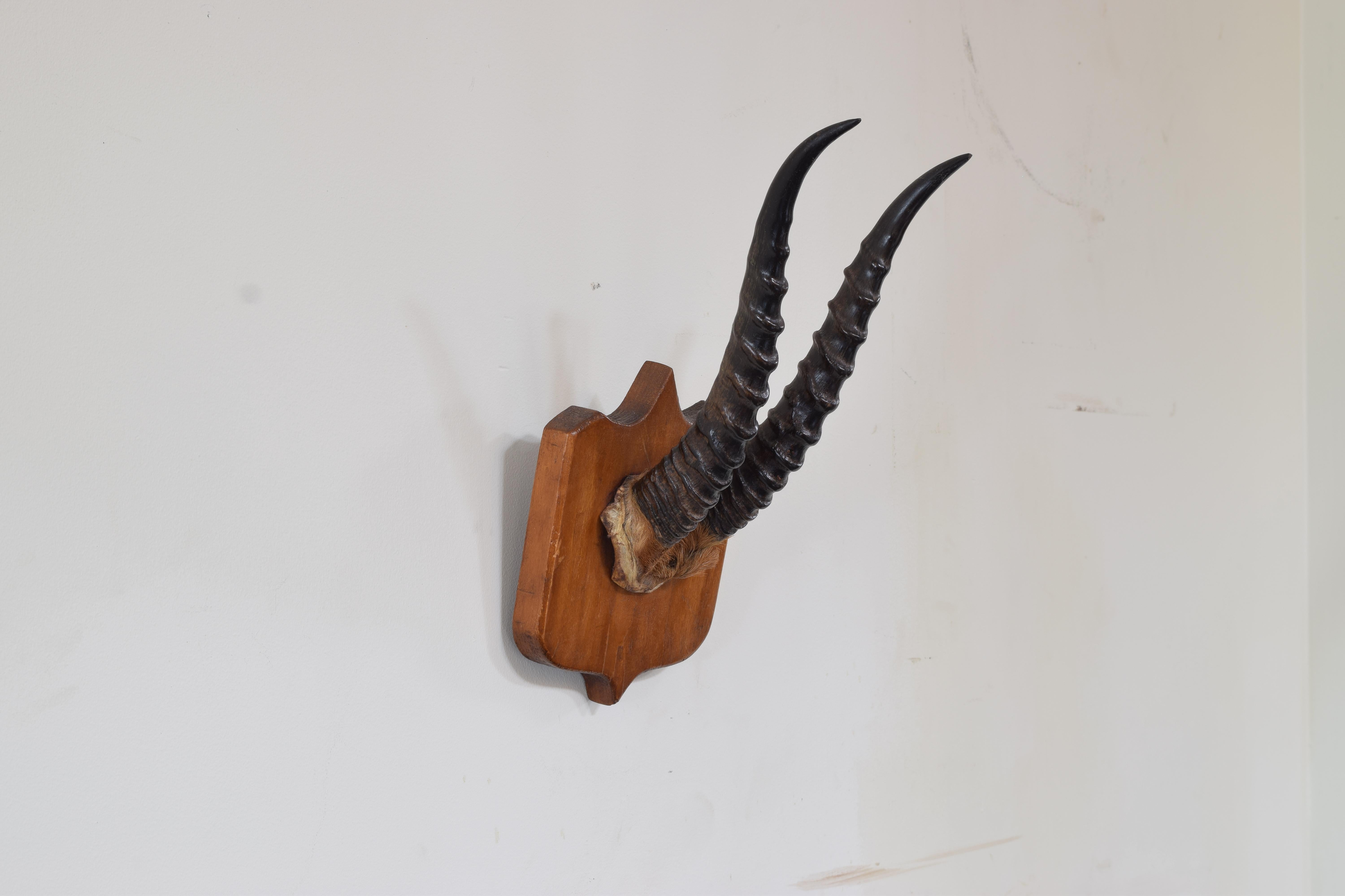 Afrikanische Springbok-hornhalterung auf heller Eichenholzplatte, frühes 20. Jahrhundert. im Zustand „Gut“ im Angebot in Atlanta, GA