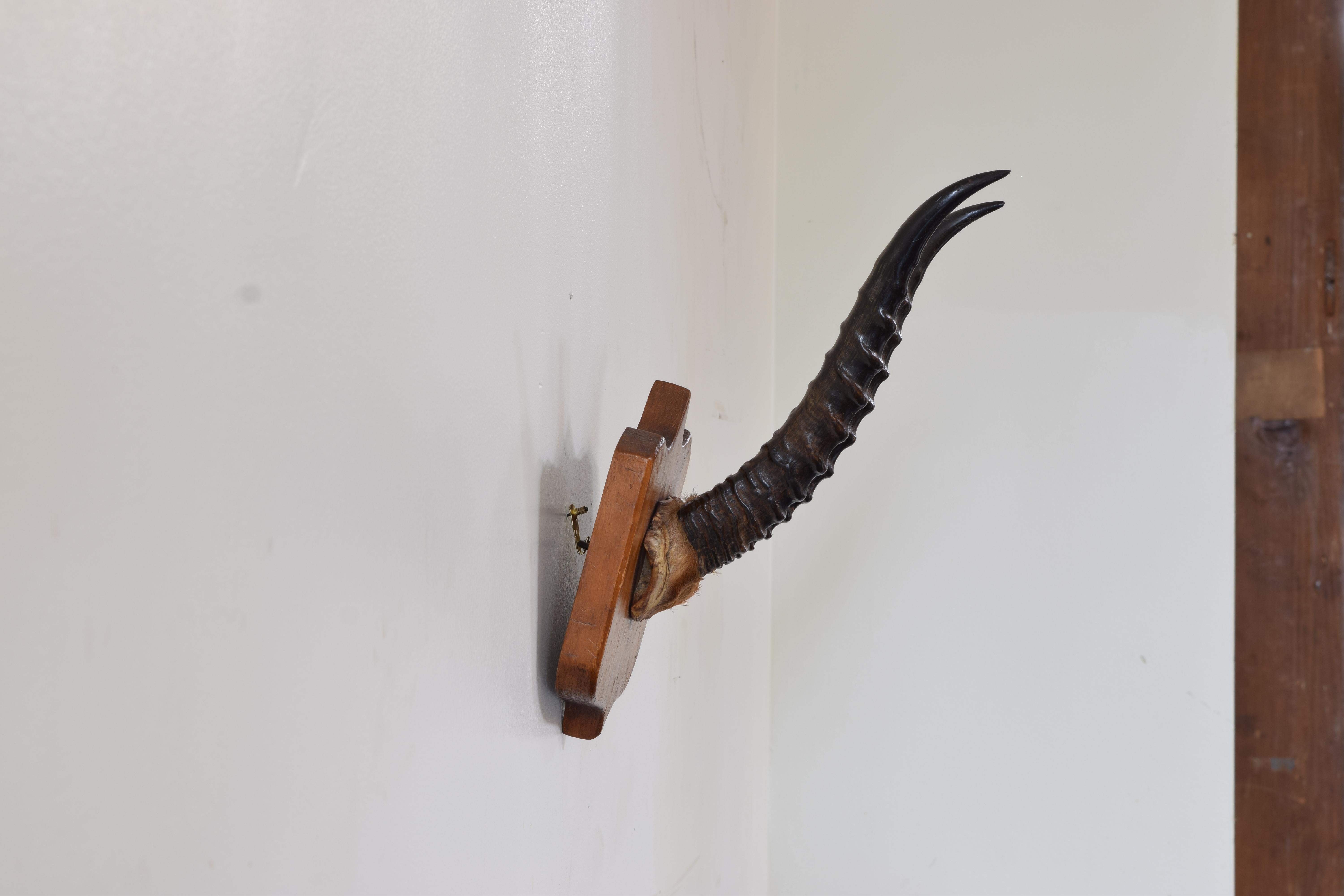 African Springbok Horn Mount on Light Oak Backplate, Early 20th Century In Good Condition For Sale In Atlanta, GA