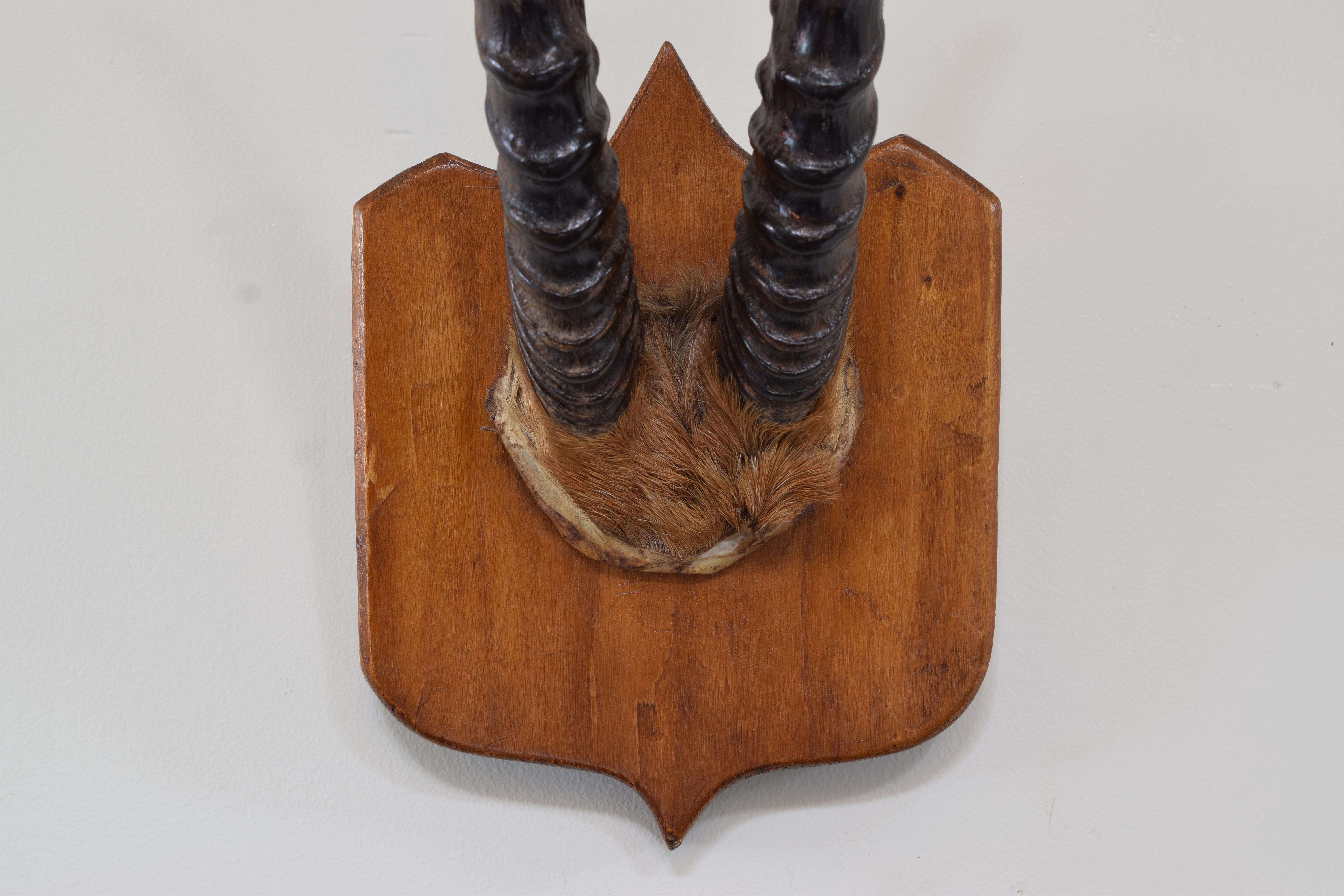 Afrikanische Springbok-hornhalterung auf heller Eichenholzplatte, frühes 20. Jahrhundert. im Angebot 1