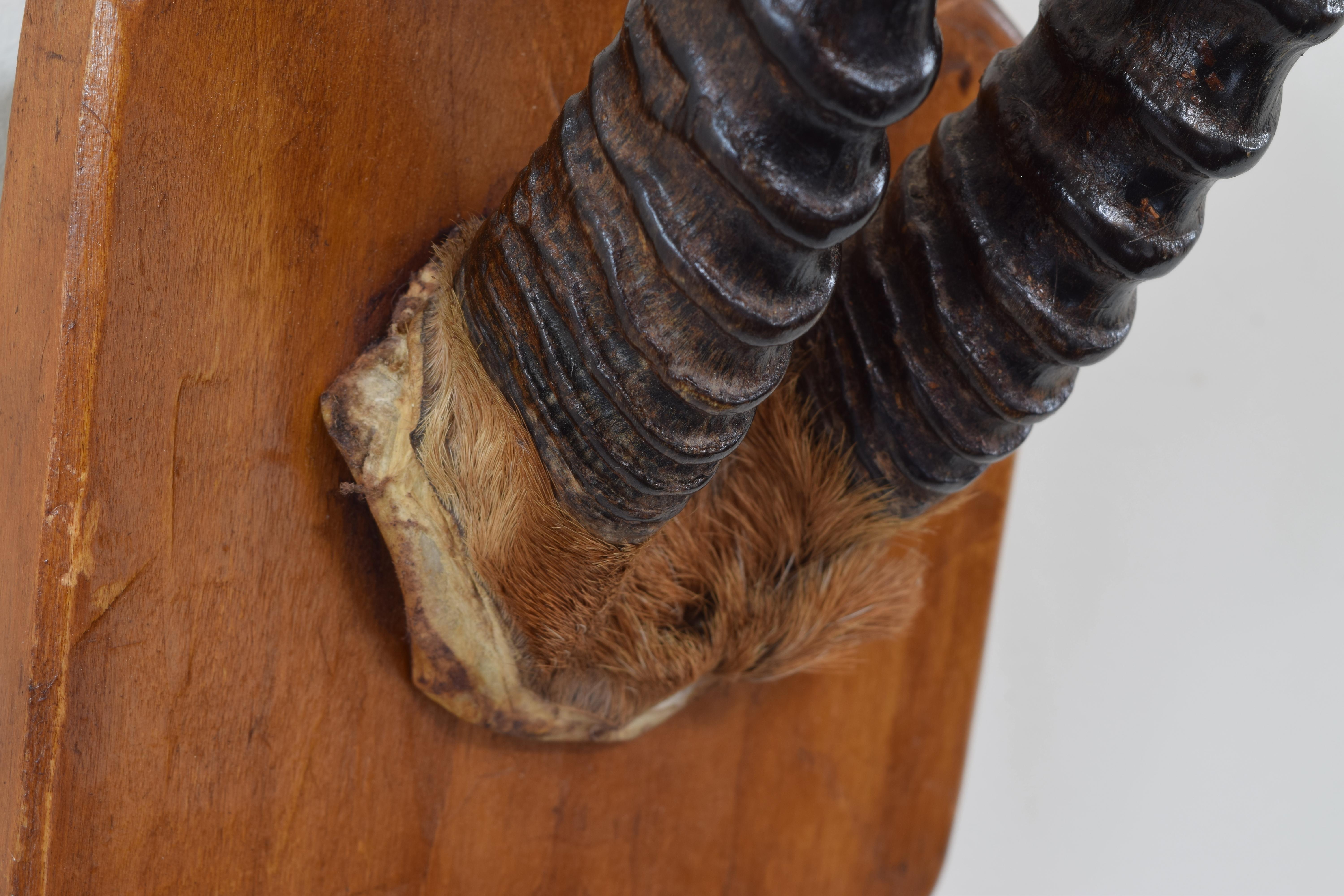 Corne Monture en corne de renard africaine Springbok sur plaque arrière en chêne clair, début du 20e siècle en vente