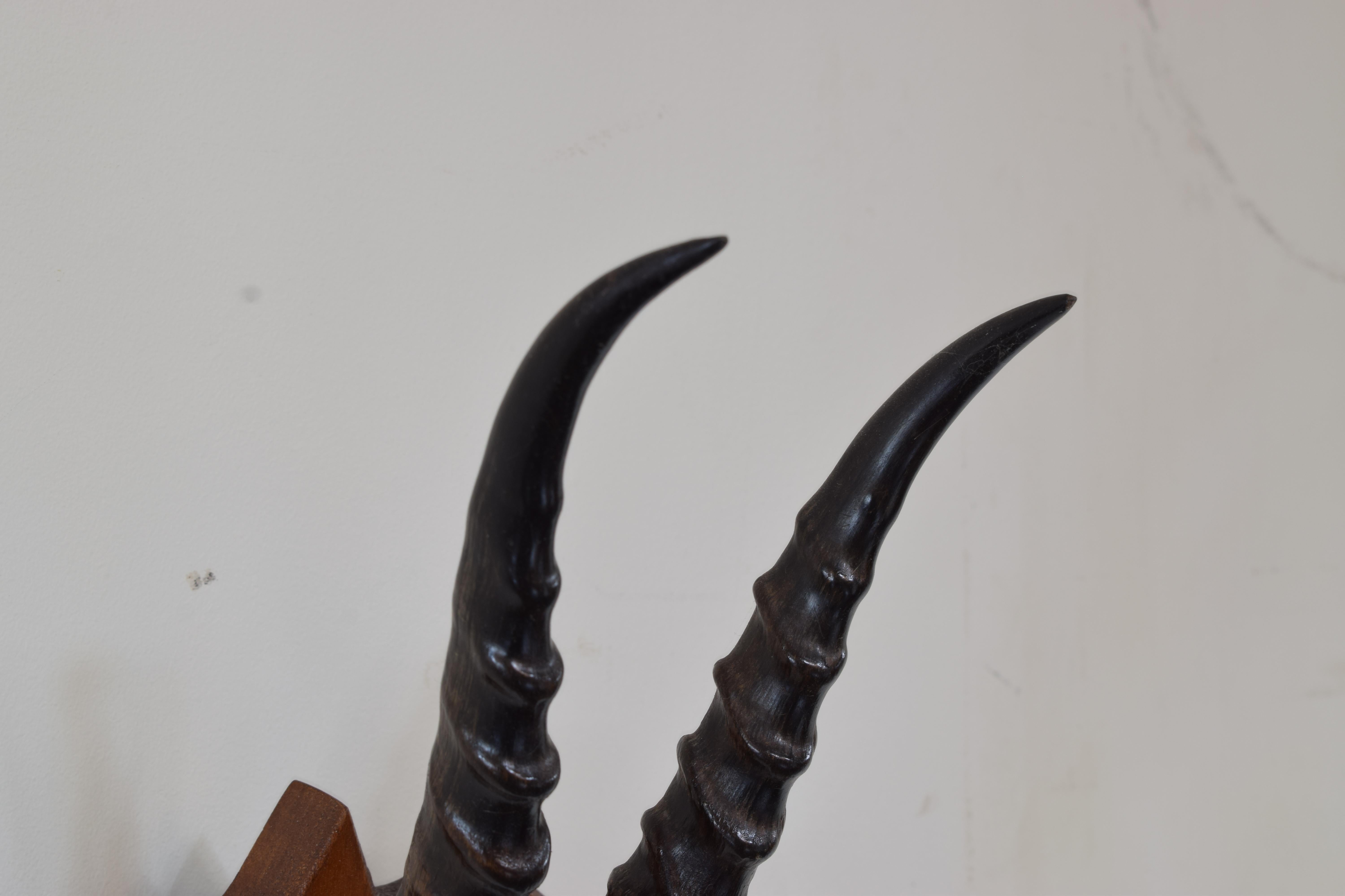 African Springbok Horn Mount on Light Oak Backplate, Early 20th Century For Sale 3