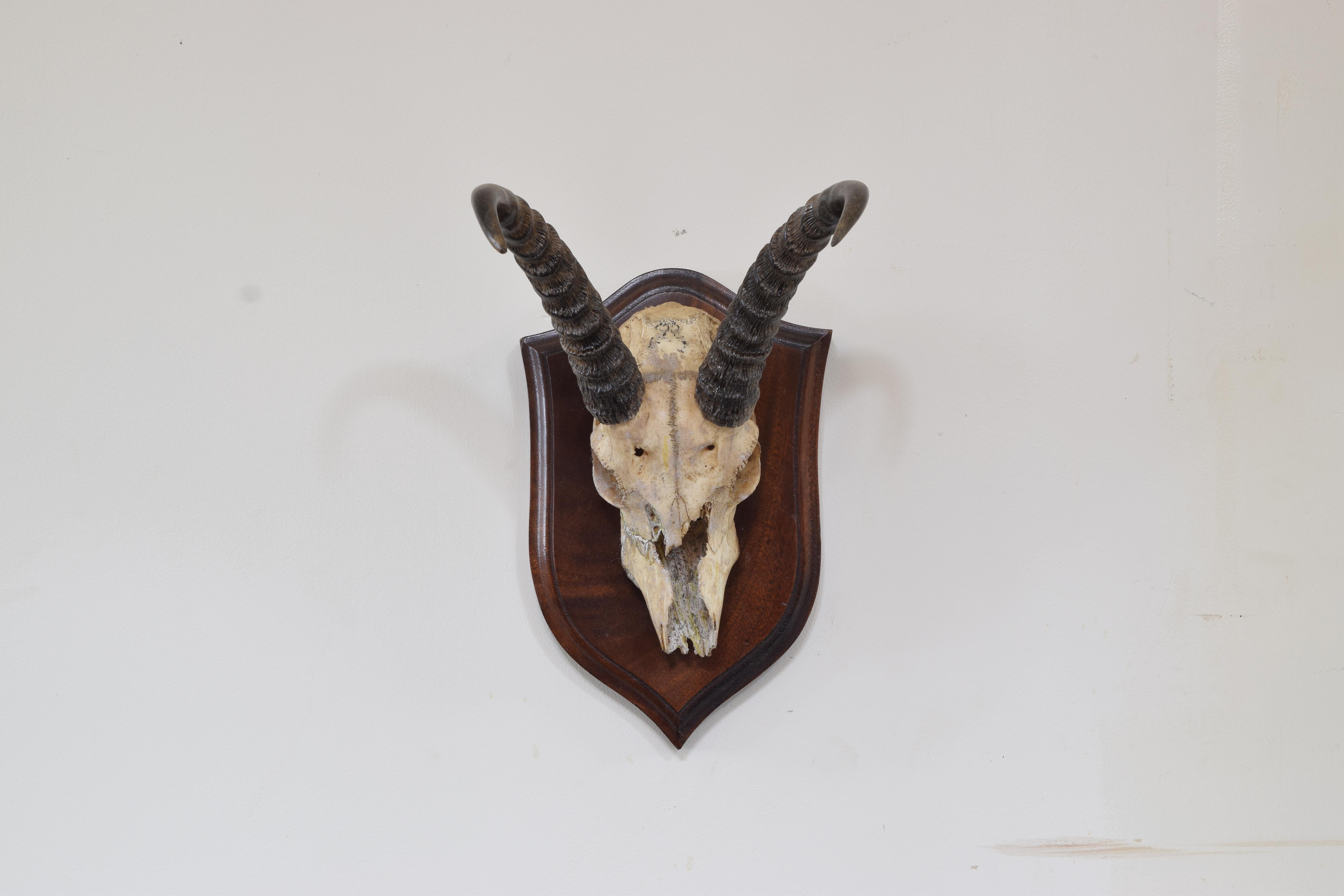 Mounted on a dark walnut backplate, the antlers and partial skull with good patina.