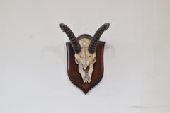 African Springbok Mount, Early 20th Century