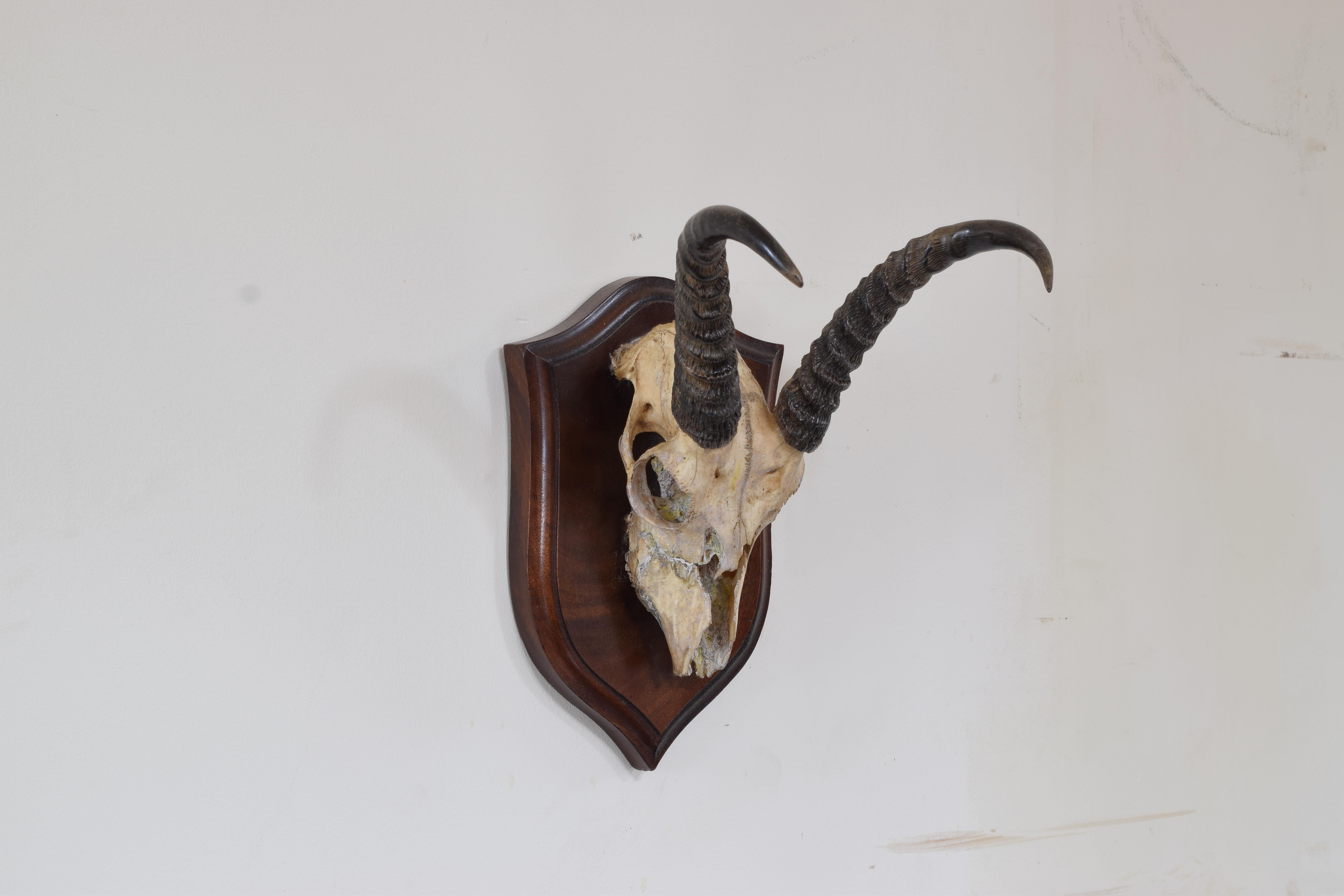 African Springbok Mount, Early 20th Century In Good Condition For Sale In Atlanta, GA