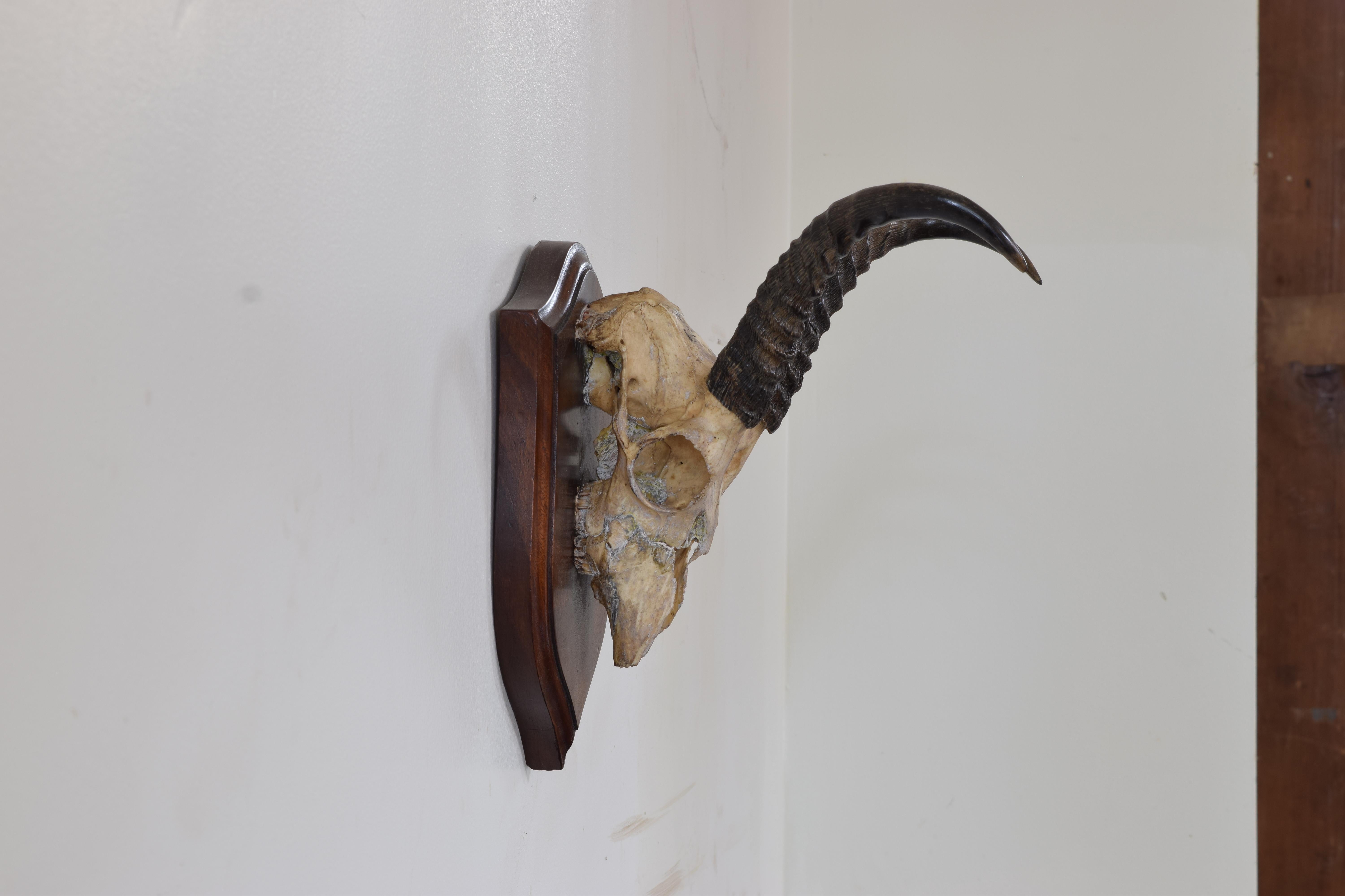 Horn African Springbok Mount, Early 20th Century For Sale