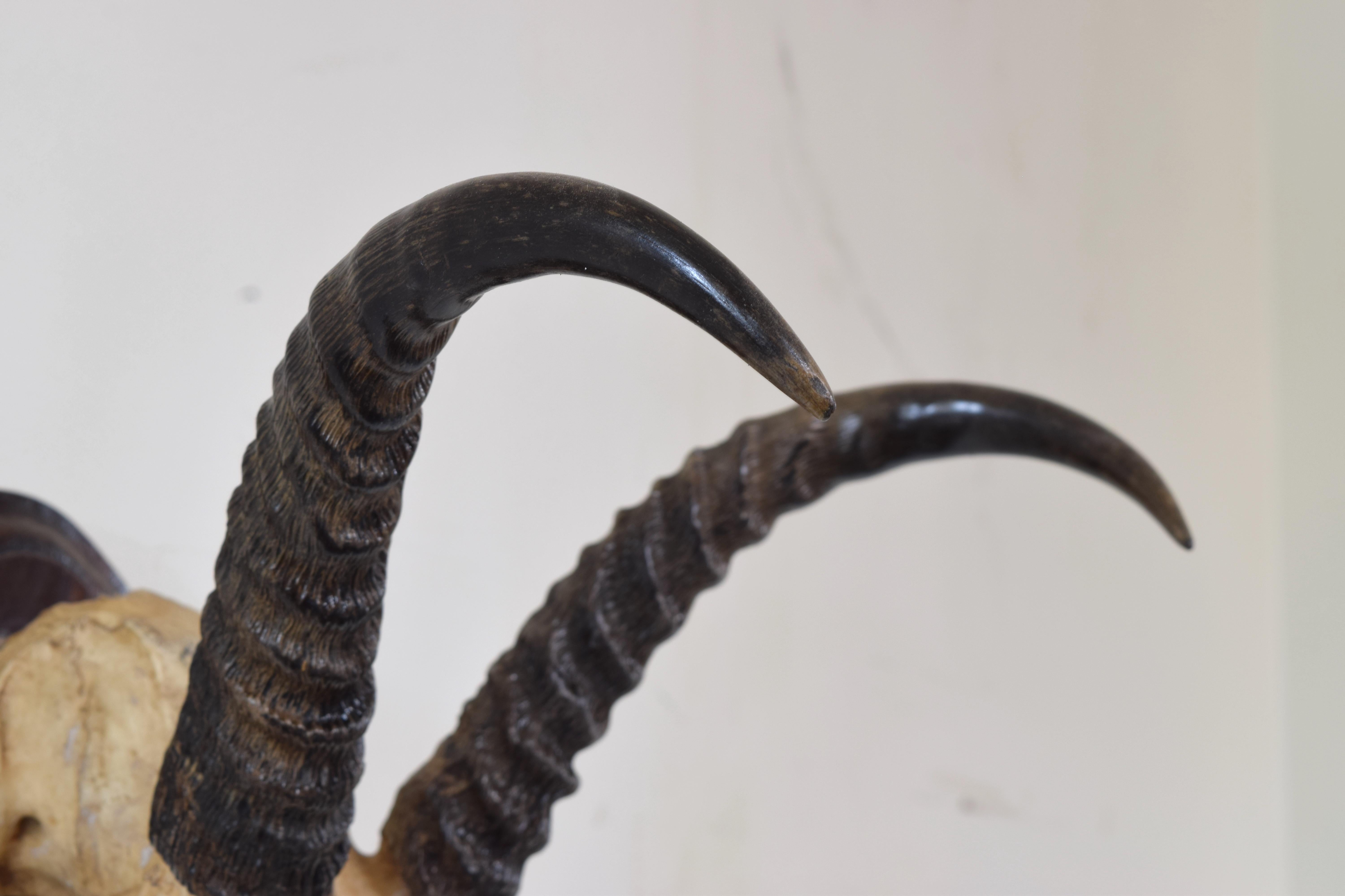African Springbok Mount, Early 20th Century For Sale 1