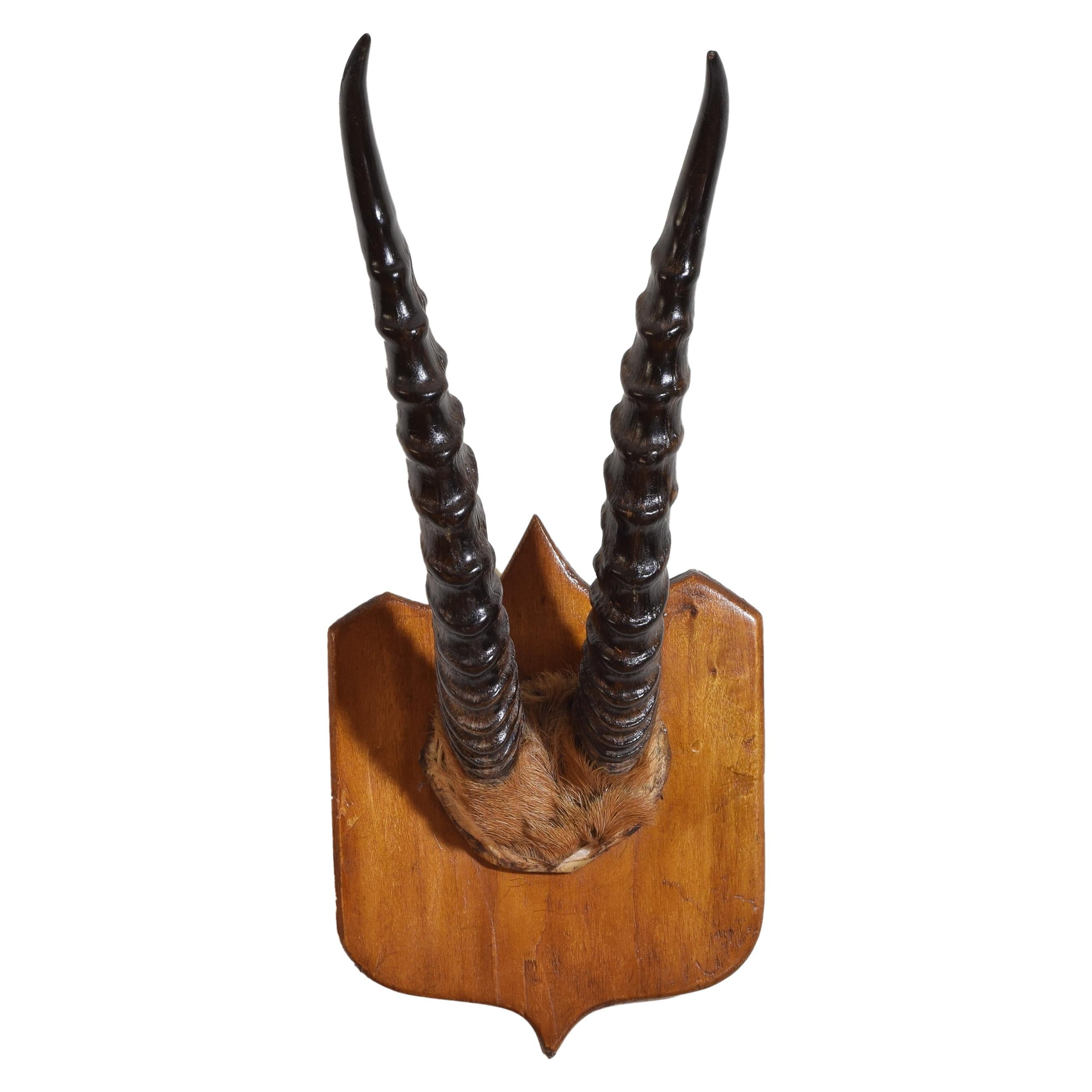 African Springbok Mount, Early 20th Century For Sale