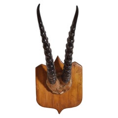 Monture africaine Springbok, début du 20e siècle