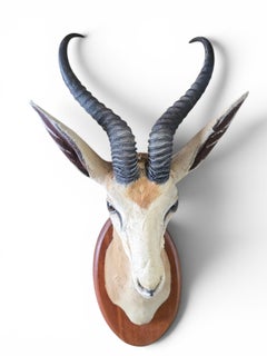 African Springbok Shoulder Mount Trophy