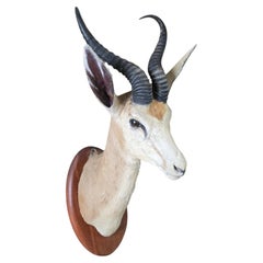 African Springbok Shoulder Mount Trophy
