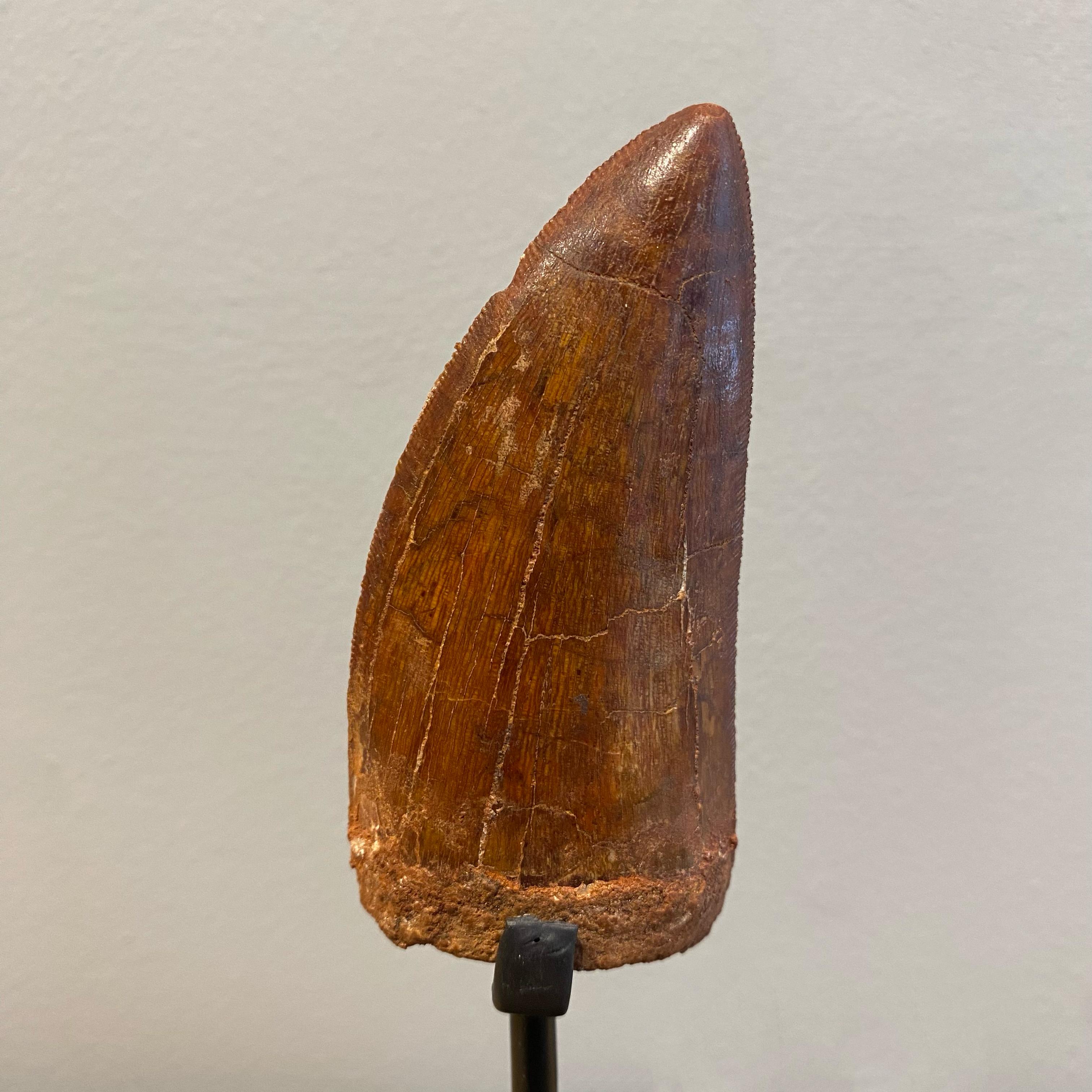 Africano Dente di T Rex africano